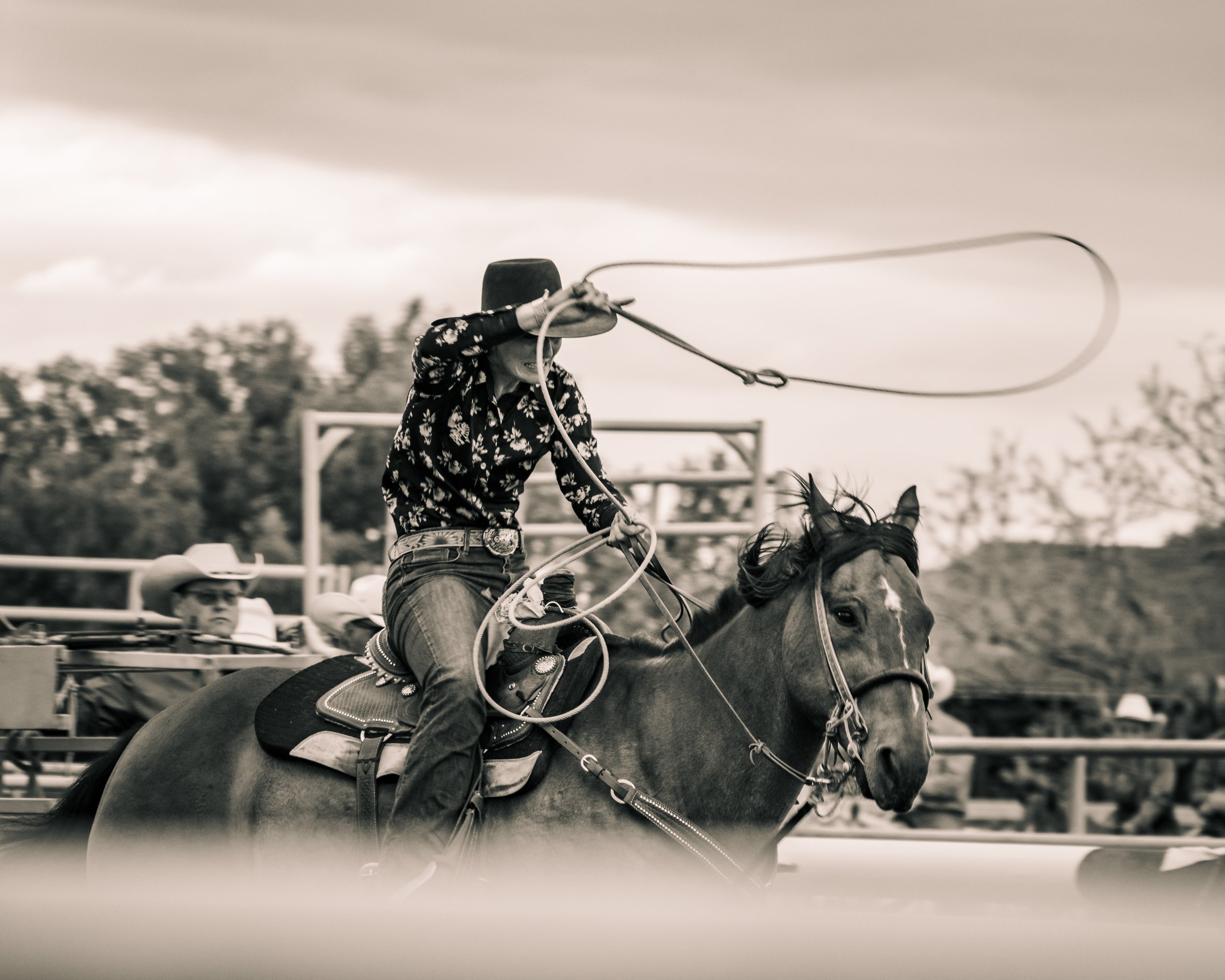 Cowboy riding a horse and lassoing at a rodeo event