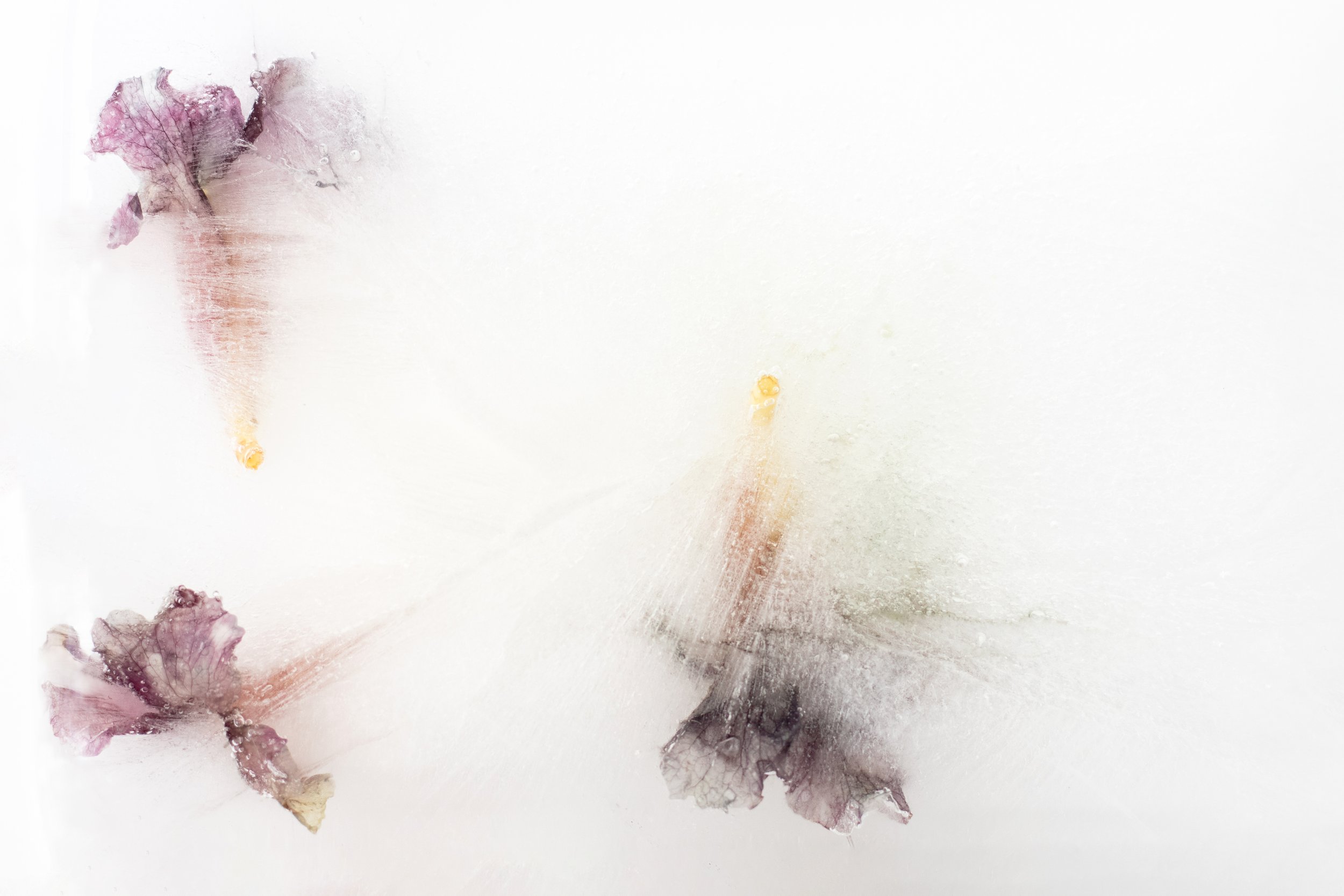 Frosted Series