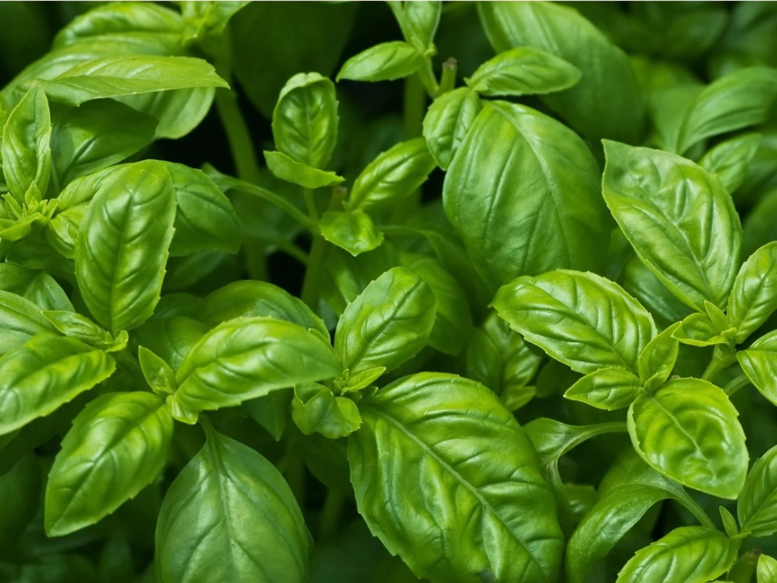 Basil - 5 ml.