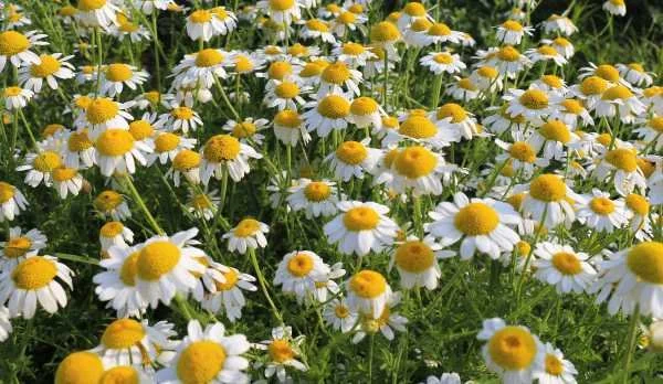 German Chamomile (Blue) - 2 ml