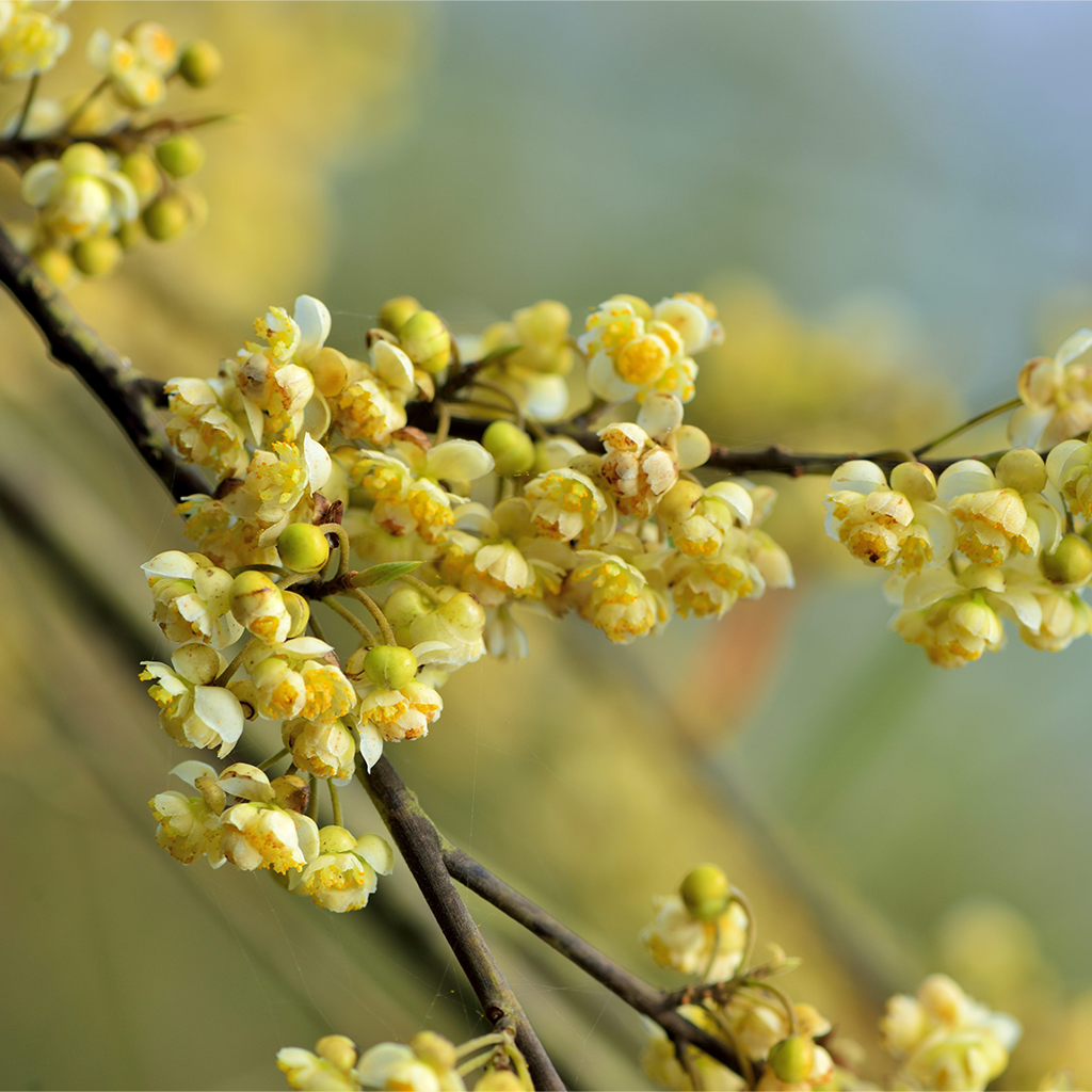 Litsea/May Change - 15 ml.