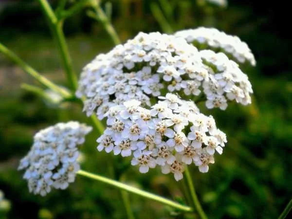 Yarrow Blue - 2 ml