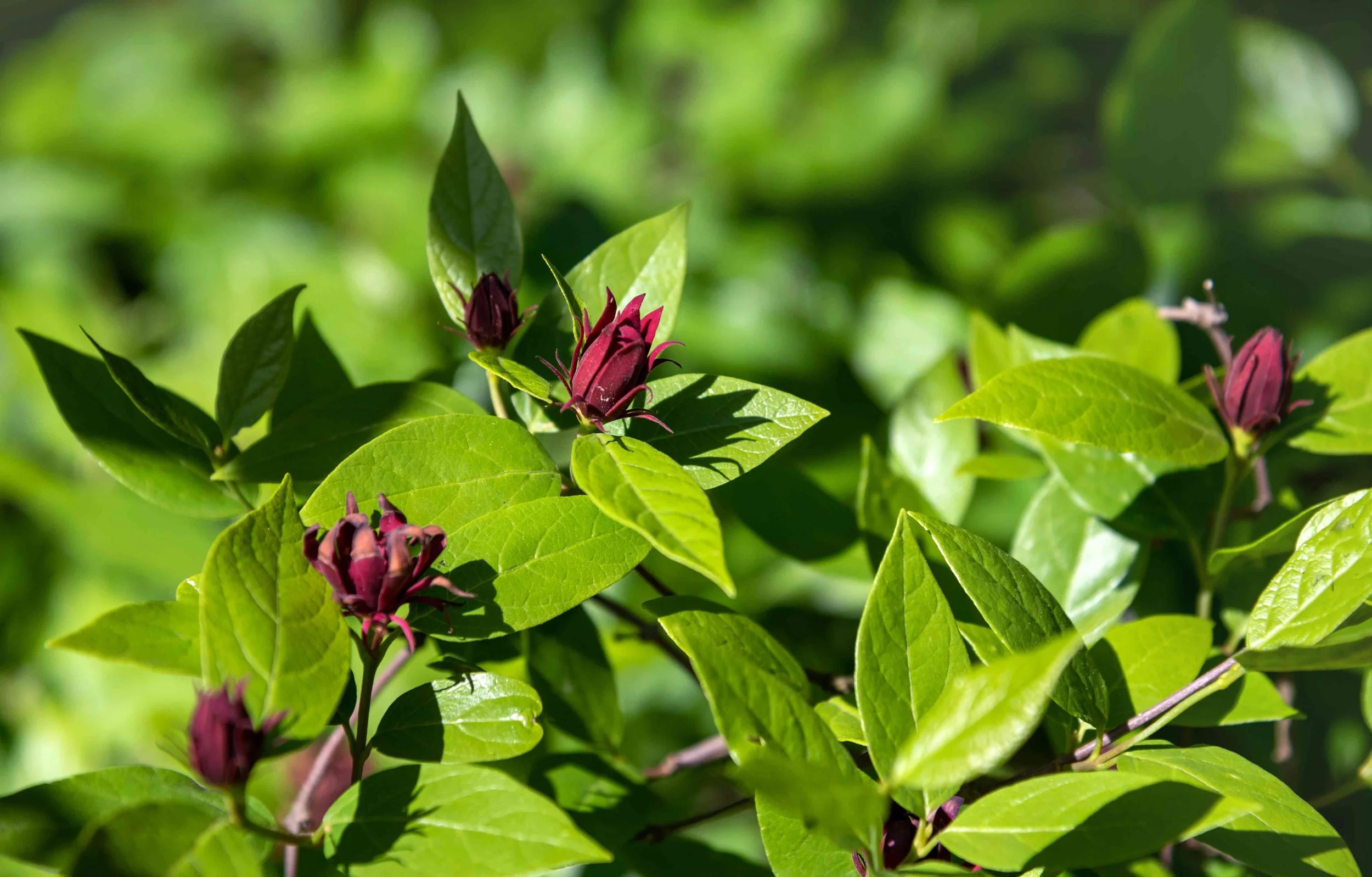 Allspice - 5 ml.