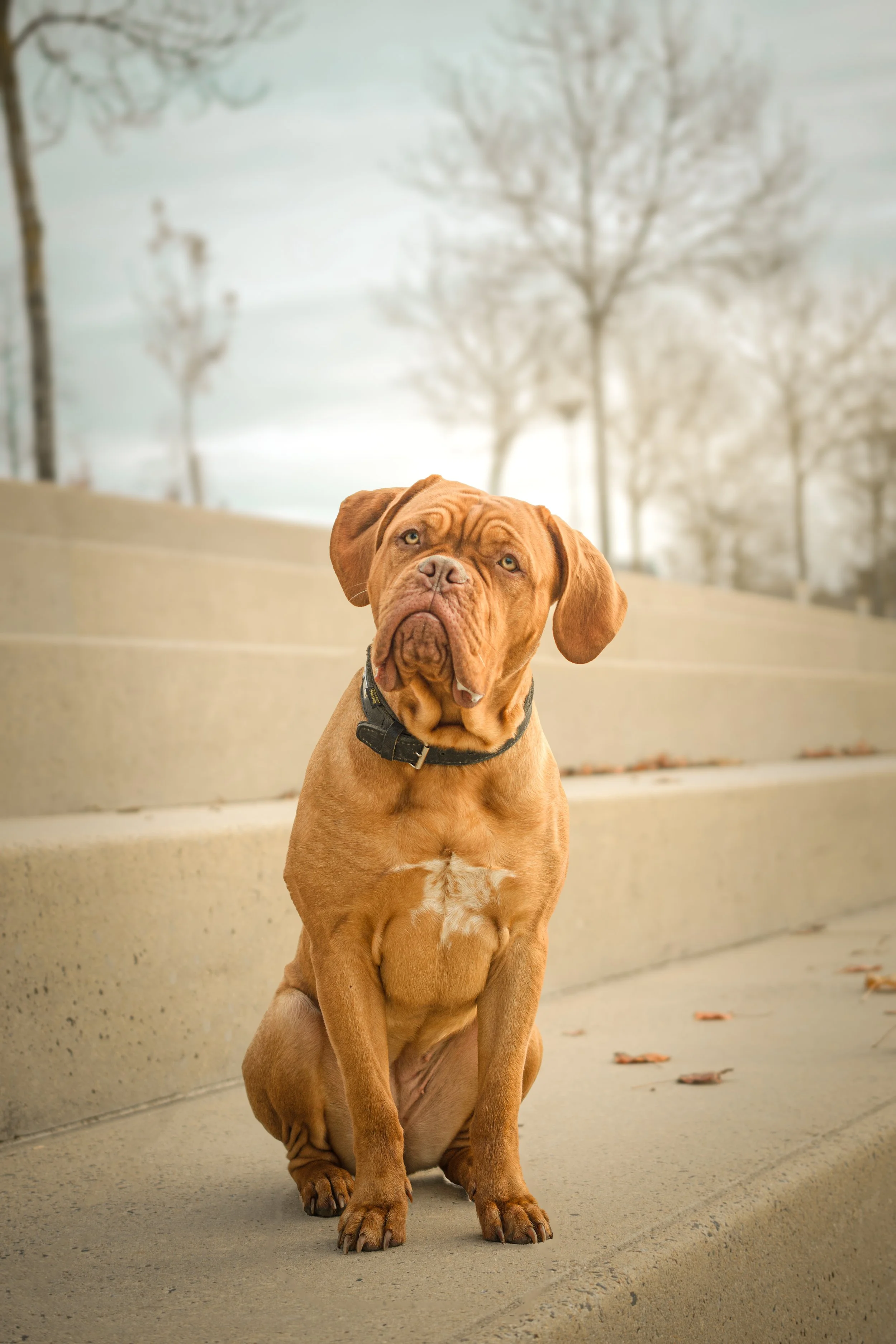 Séance canine dogue de bordeaux