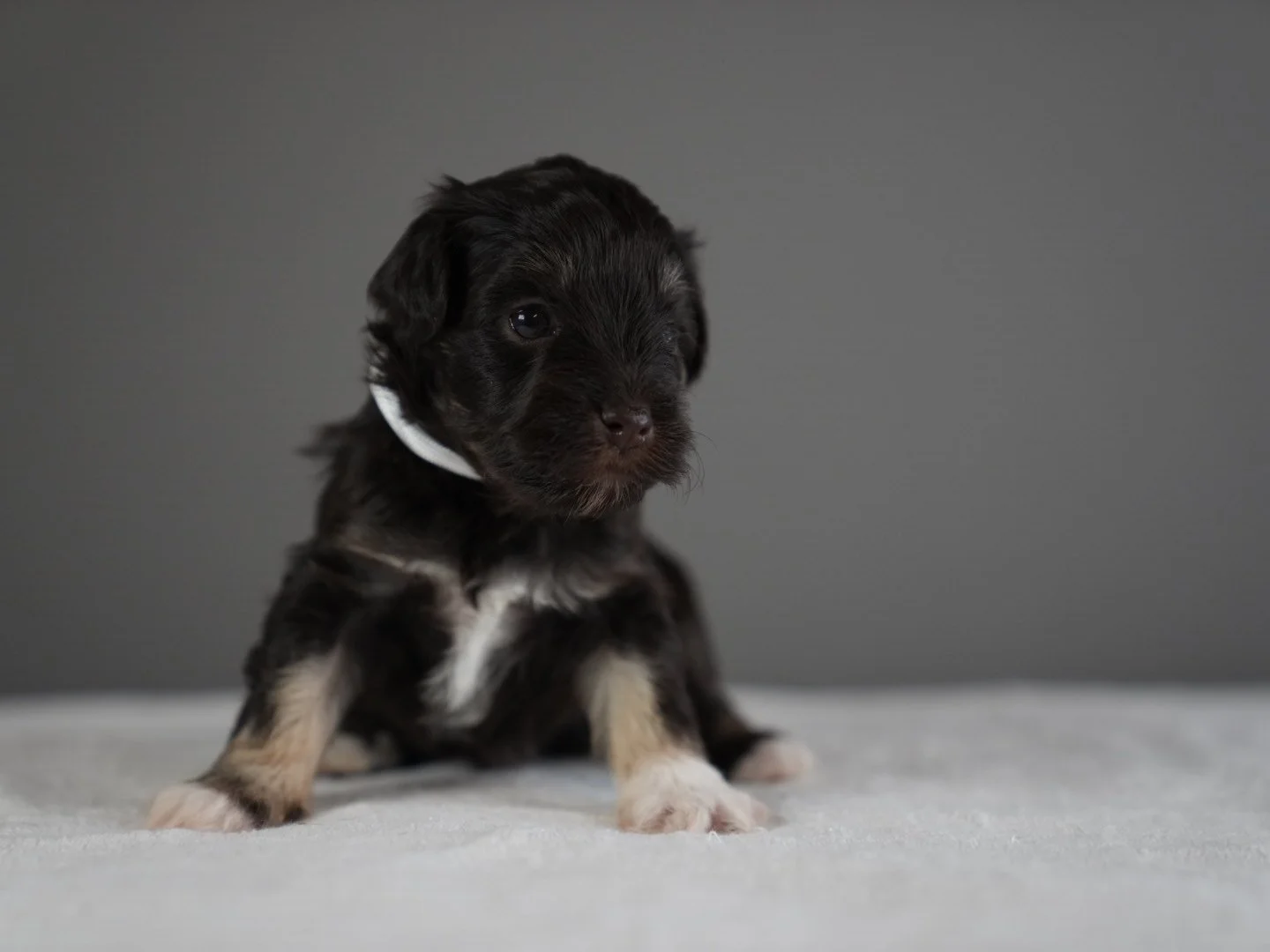 Adorable black and white puppy sitting on a white surface against a gray background.