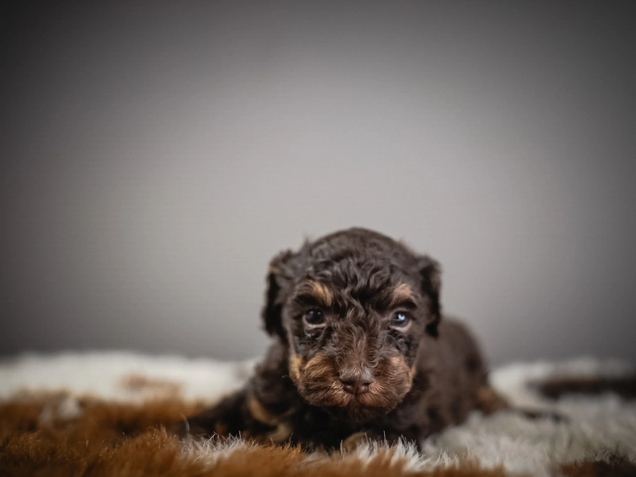 A small, fluffy brown puppy with blue eyes lying on a soft, multicolored textured blanket.