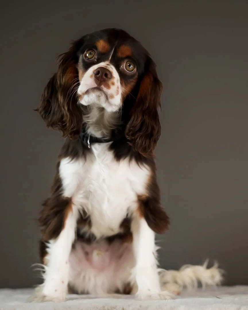A brown, white, and black dog with floppy ears sitting against a plain dark background, looking upward.