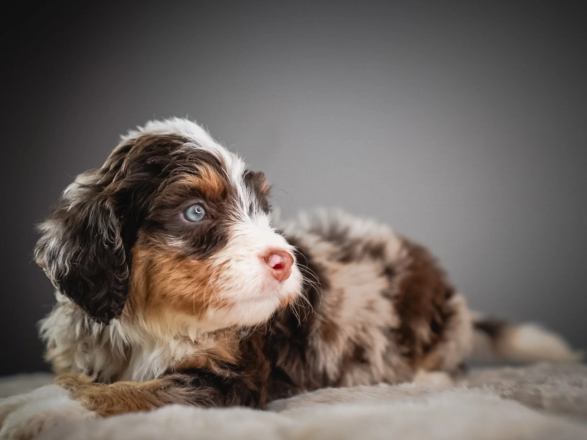 A cute puppy with blue eyes, brown, white, and black fur, lying on a soft surface against a dark gray background.