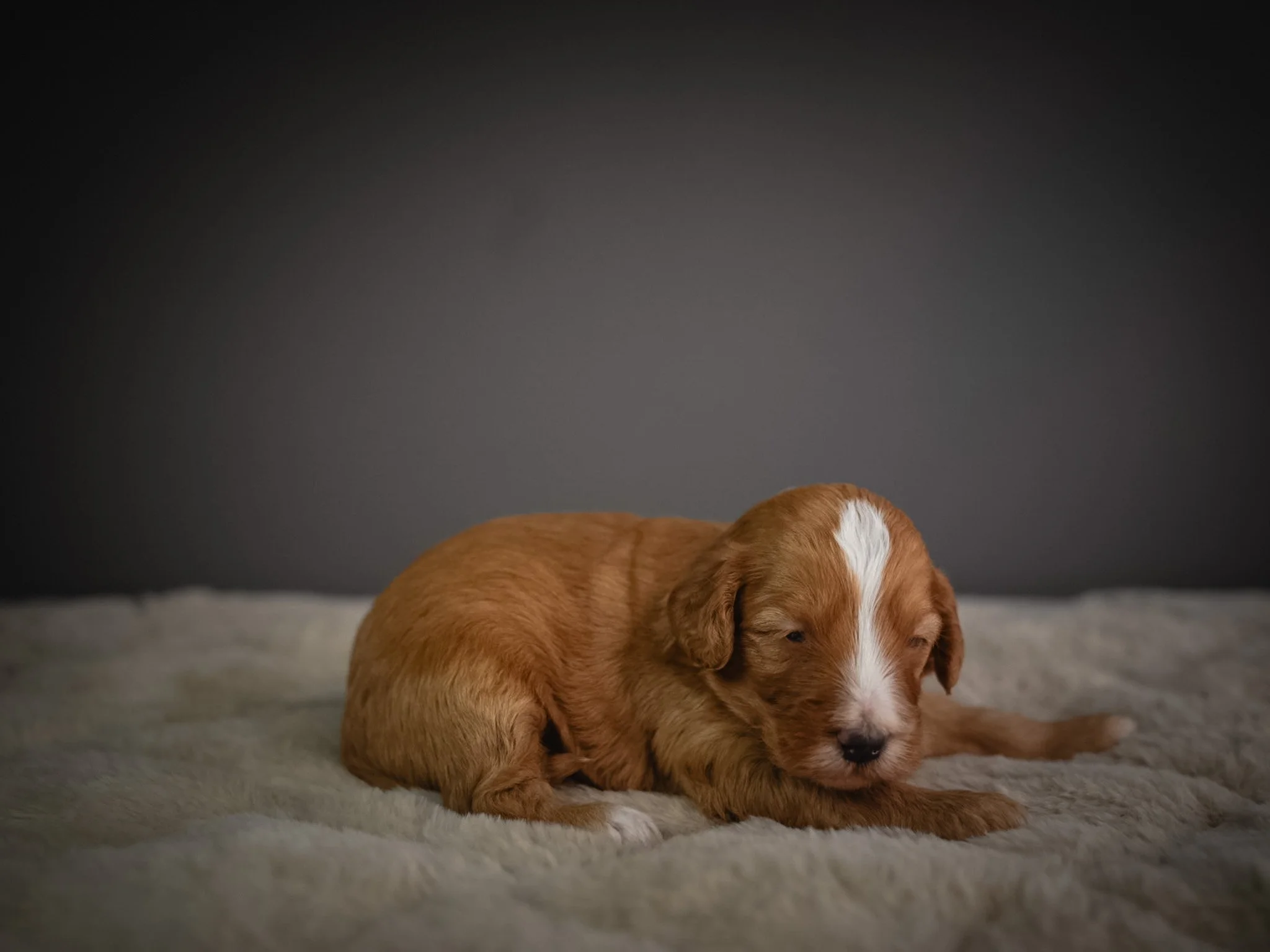 A brown puppy with a white stripe on its face, lying down on a soft, light-colored blanket against a dark gray background.