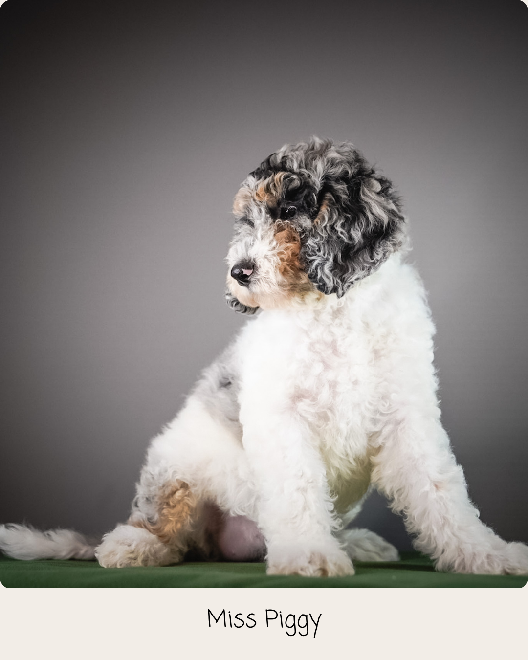 A newborn puppy with black, white, and gray fur sleeping on a soft, cream-colored blanket.