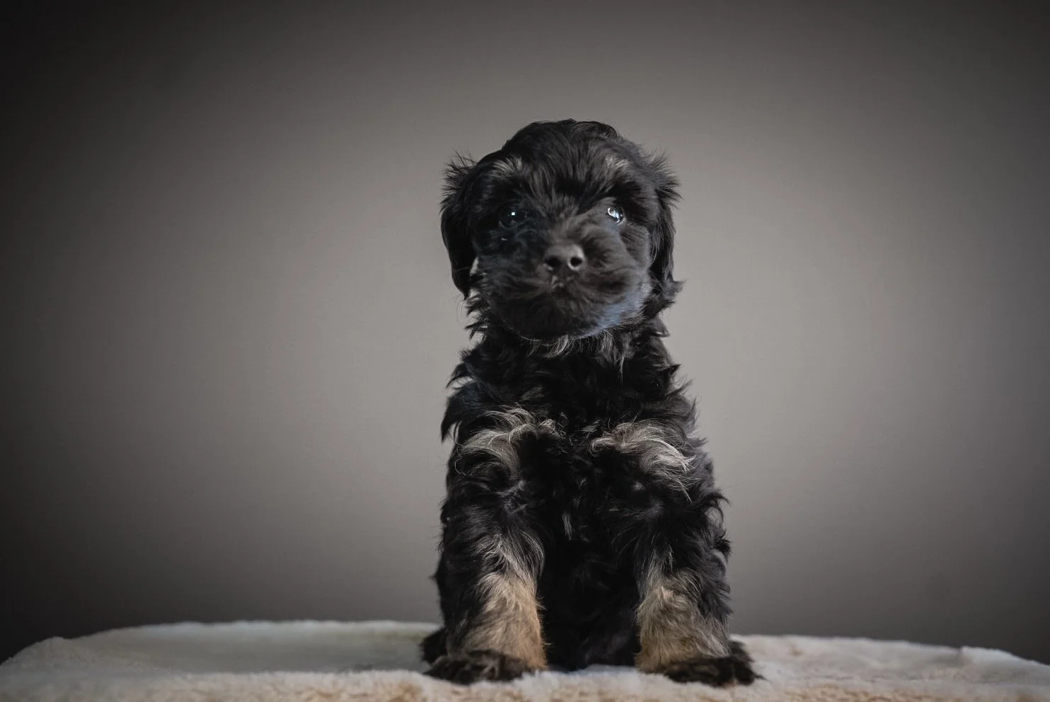 F1 black phantom schnoodle puppy