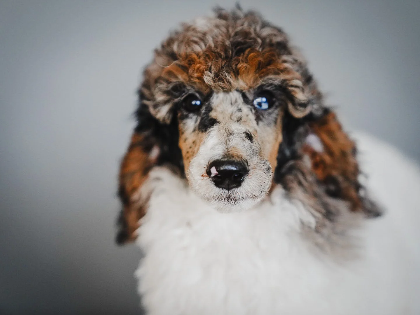Close-up of a fluffy, multicolor Australian Shepherd puppy with blue eyes and a black nose, looking directly at the camera.