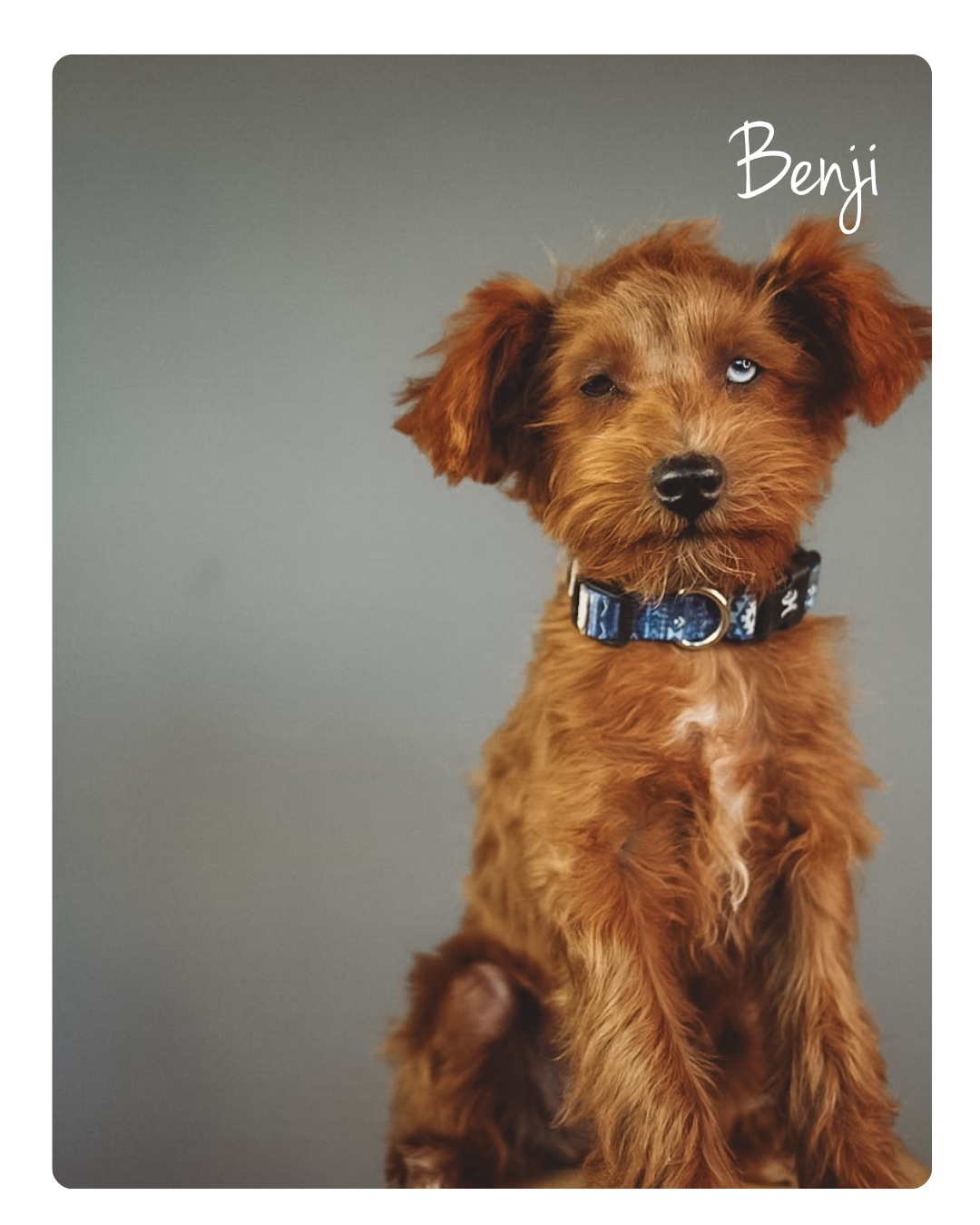 Benji (2).png