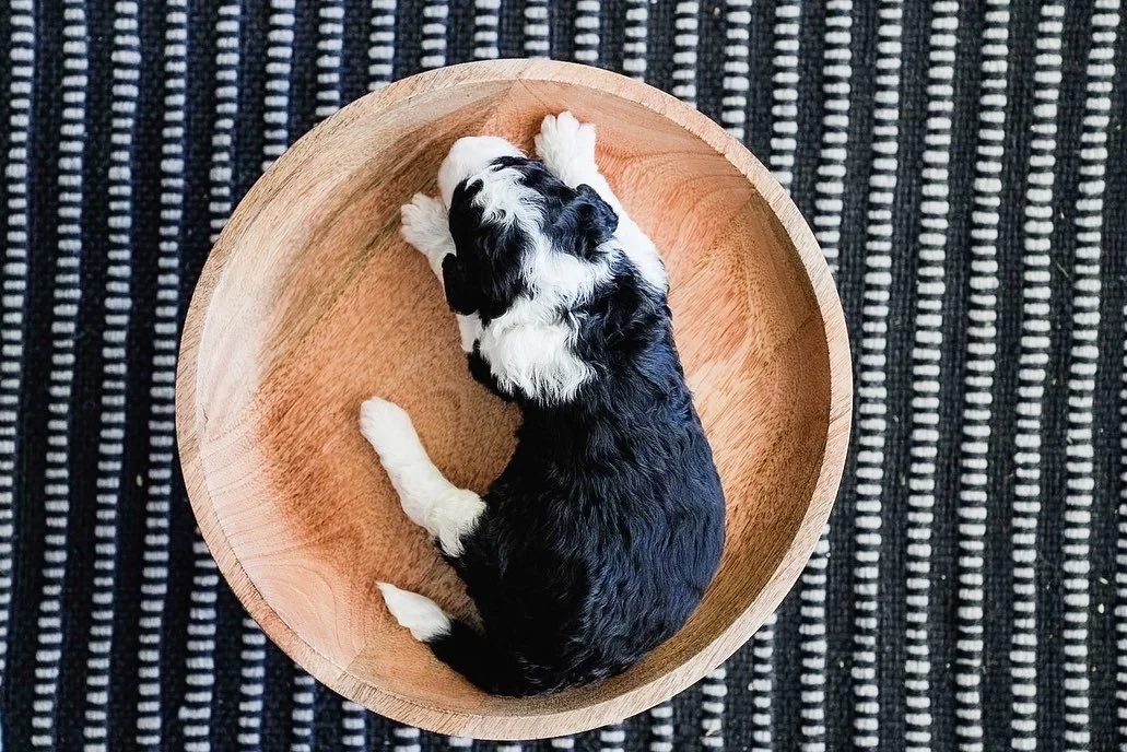 Sheepadoodle Boise, Idaho