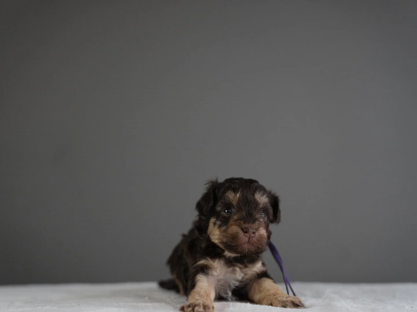 Small brown and black puppy with blue eyes lying on a light-colored surface against a gray background.