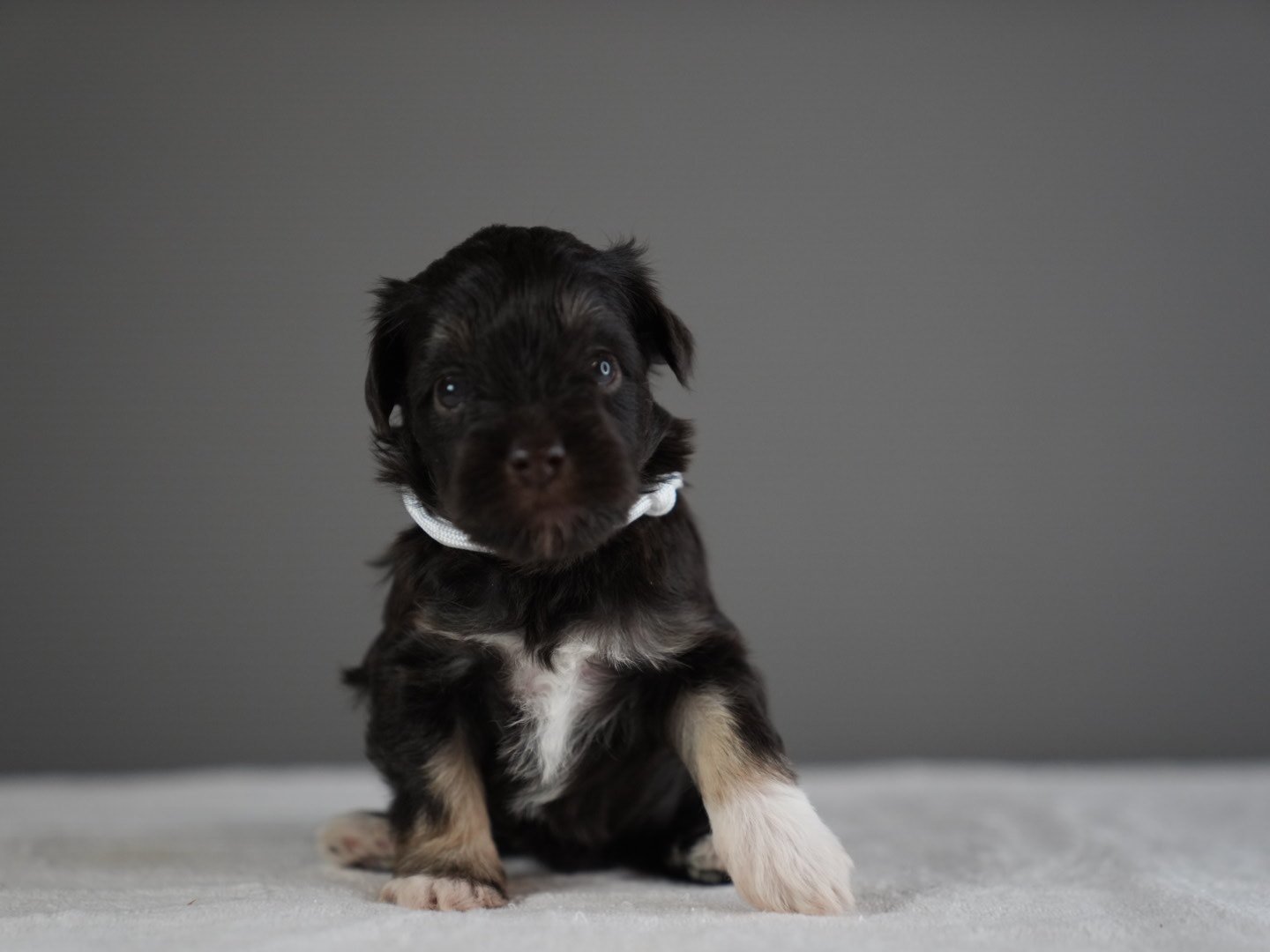 A black and white puppy with blue eyes sitting on a light-colored surface against a plain gray background.