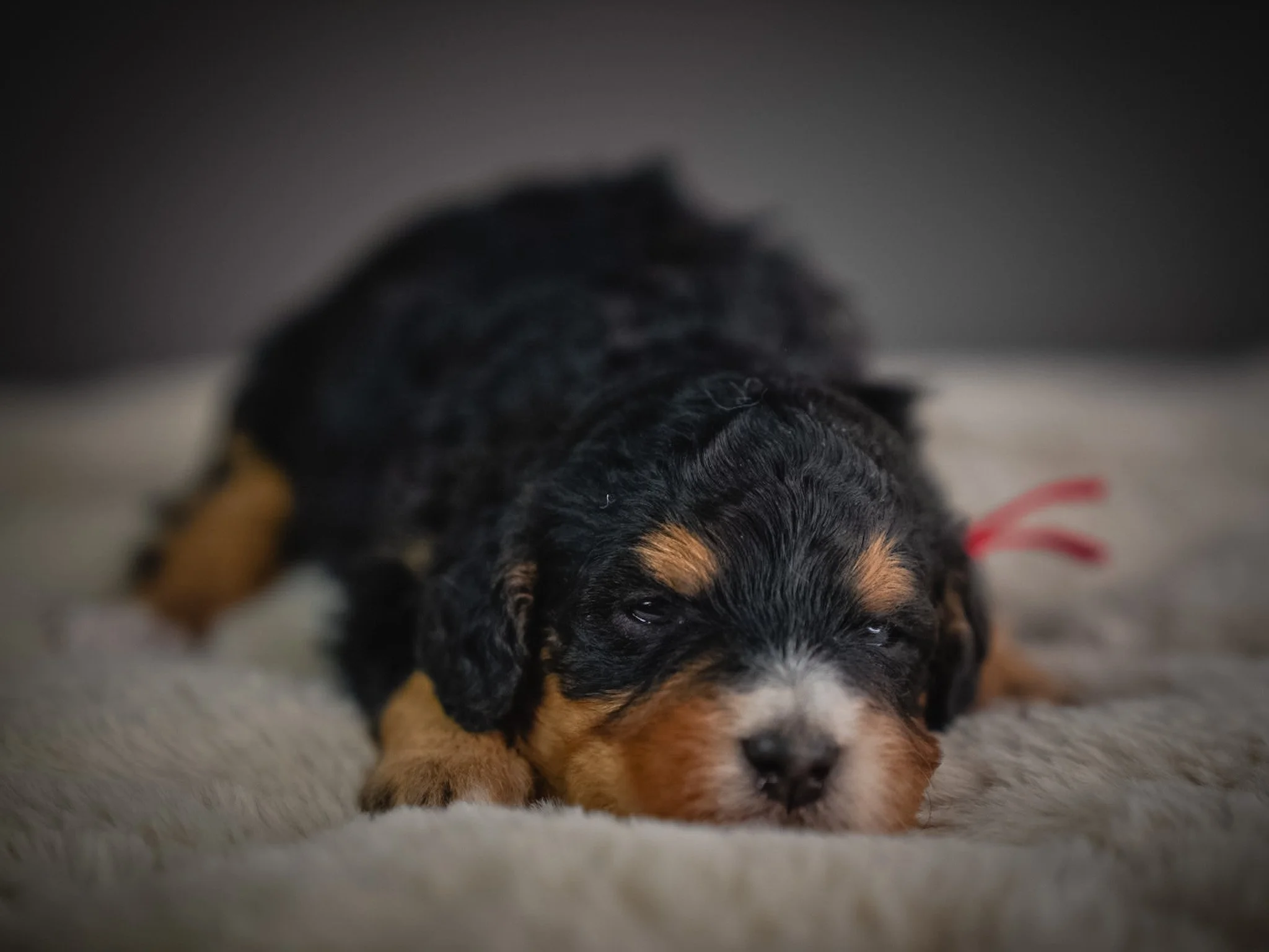 A close-up of a sleeping adorable black, tan, and white puppy laying on a soft, cream-colored surface.