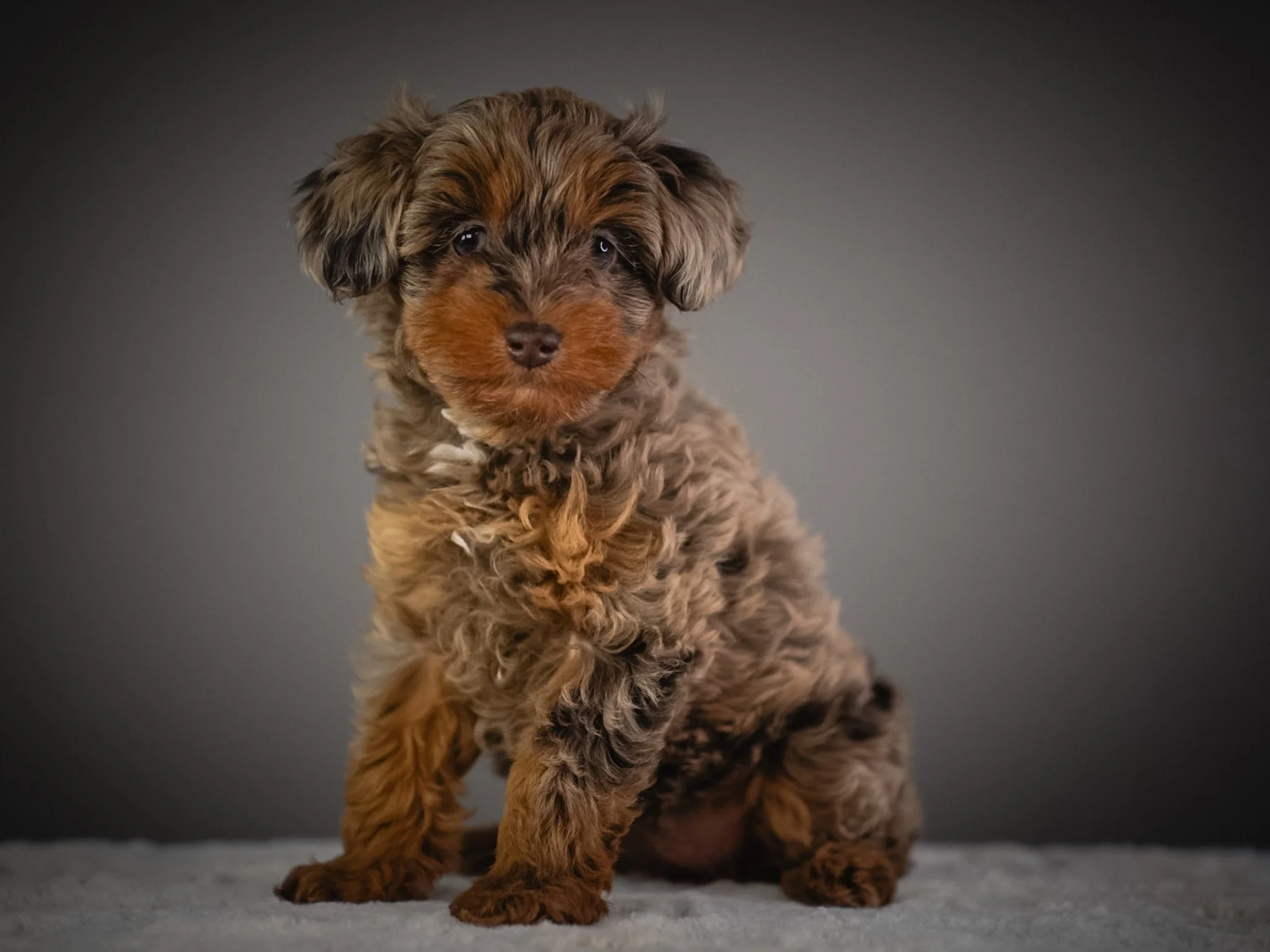 A cute, fluffy brown and black puppy with a curious expression, sitting on a gray surface against a dark gray background.