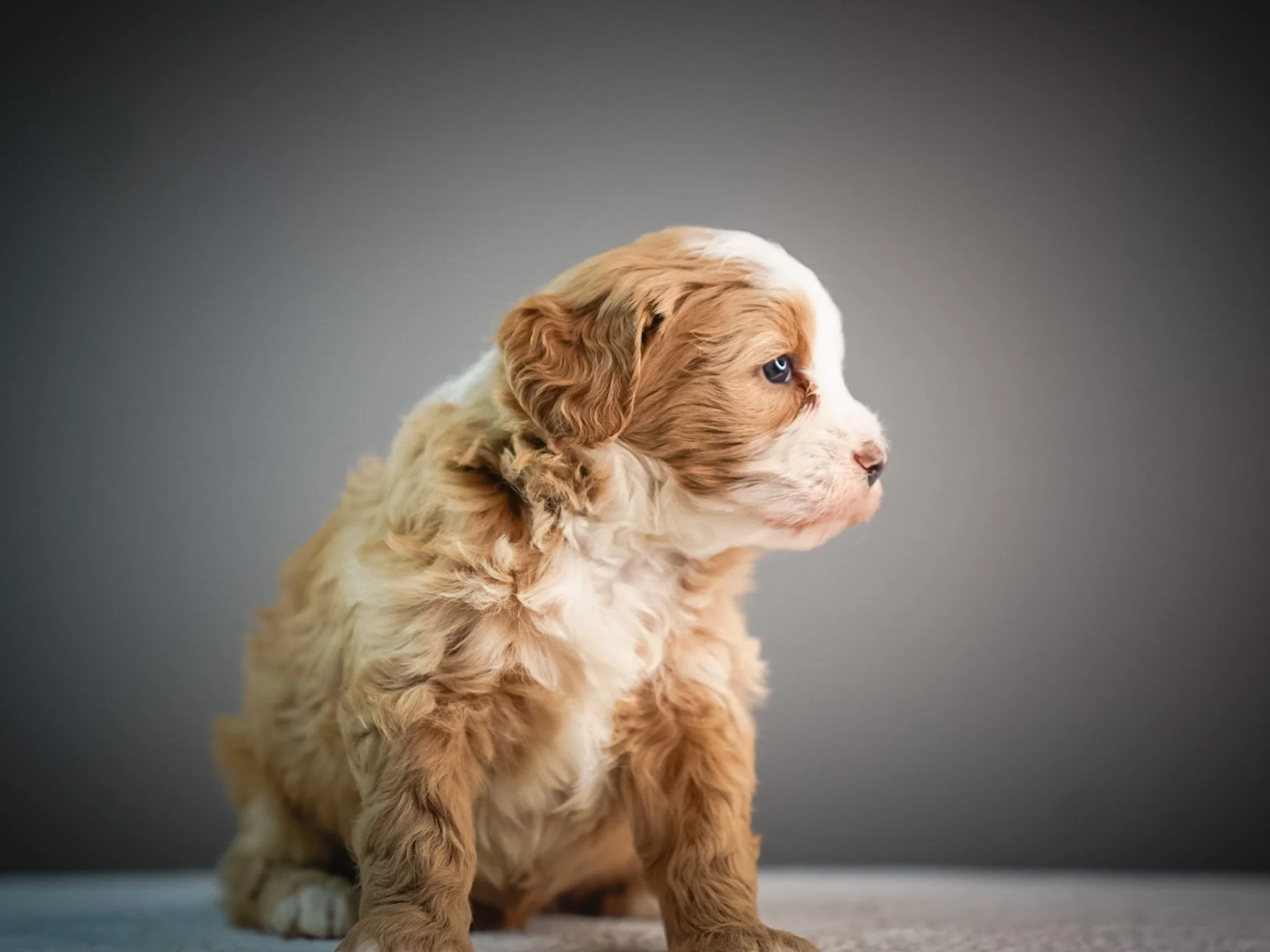 A cute, fluffy puppy with brown and white fur, sitting on a gray surface against a plain gray background, looking to the right.