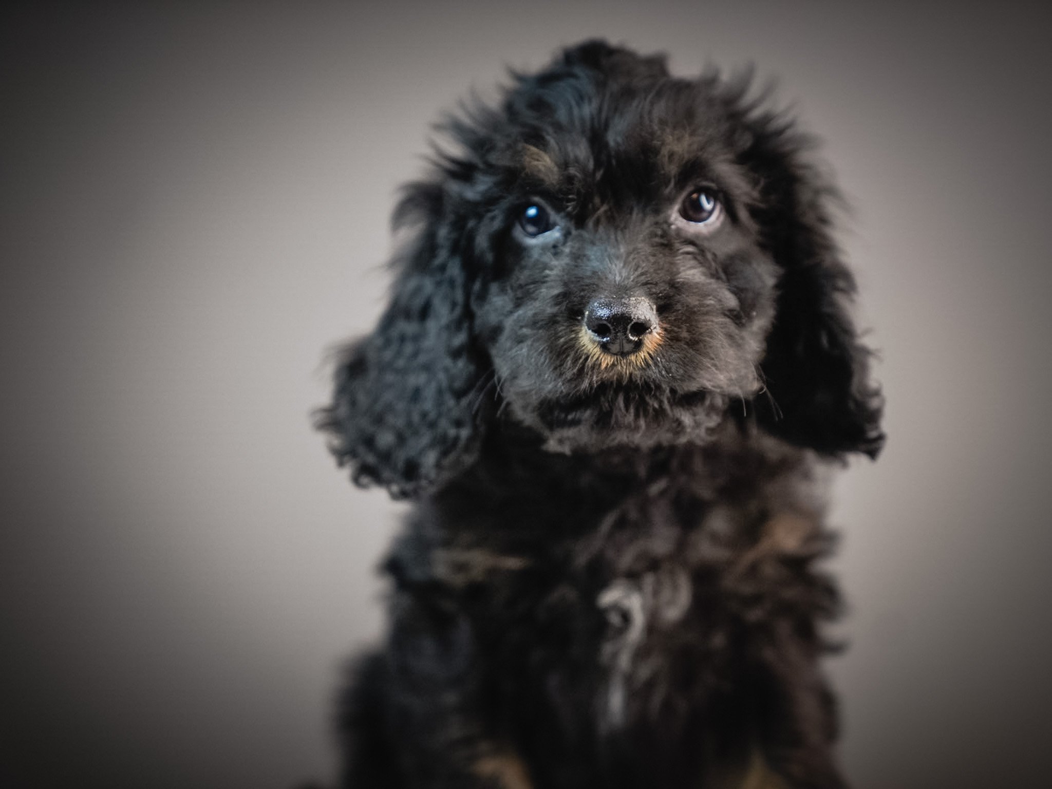 Close-up of a black puppy with floppy ears and brown eyes, looking at the camera against a blurred gray background.