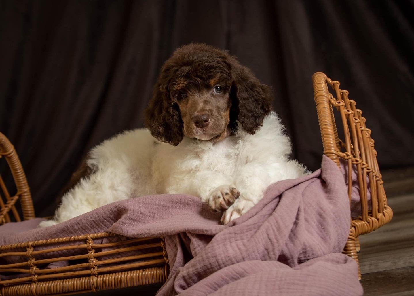 A brown and white puppy with curly fur lying in a wicker basket with a pink blanket, against a dark backdrop.