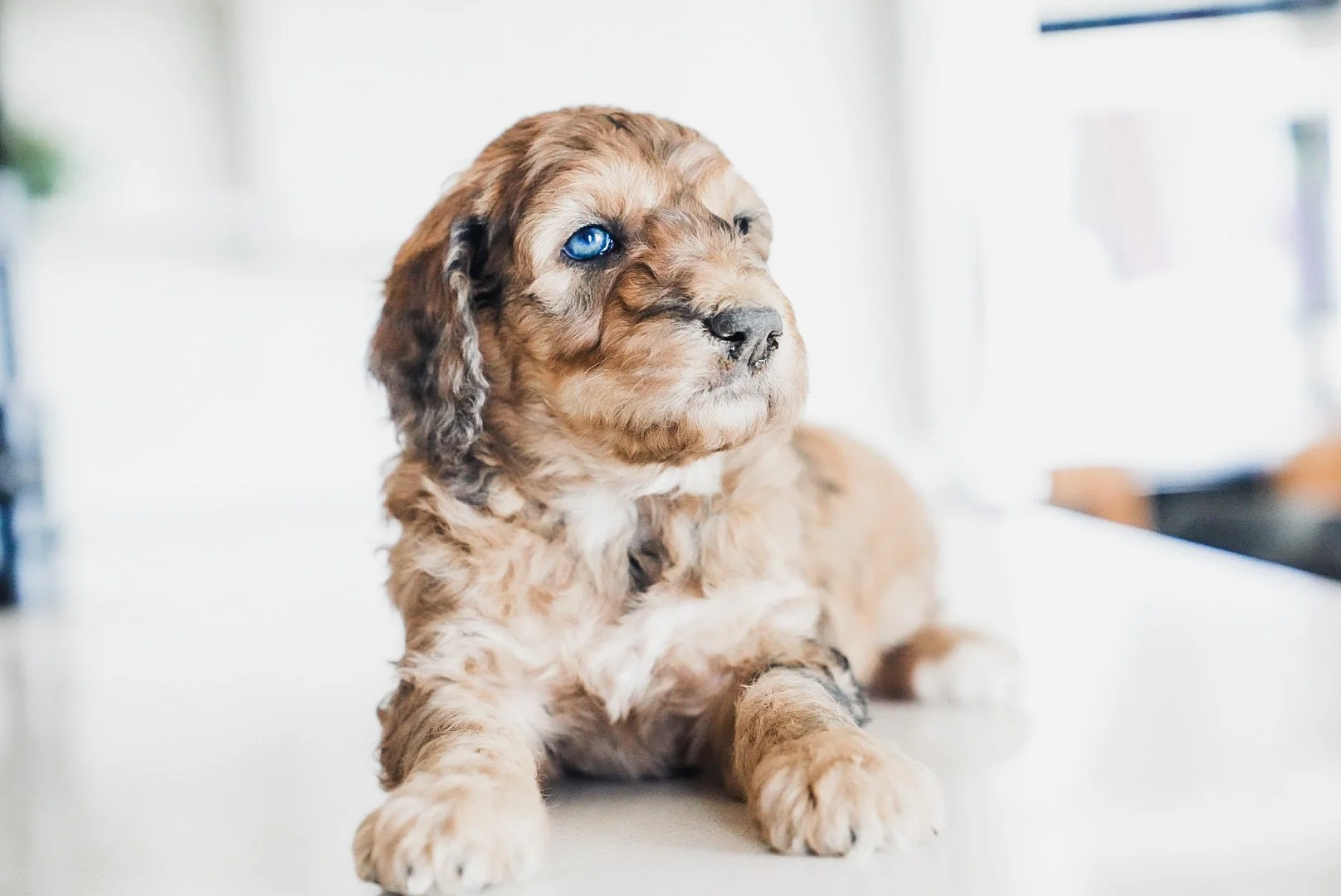 A adorable brown and white puppy with one blue eye, sitting on a white surface with a blurred background.