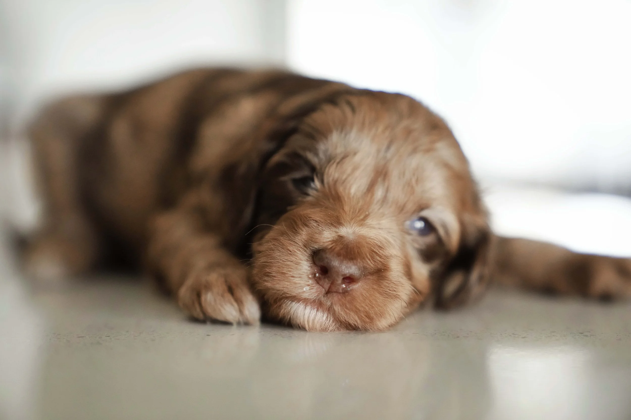 A close-up of a brown puppy puppies lying on a light-colored surface.