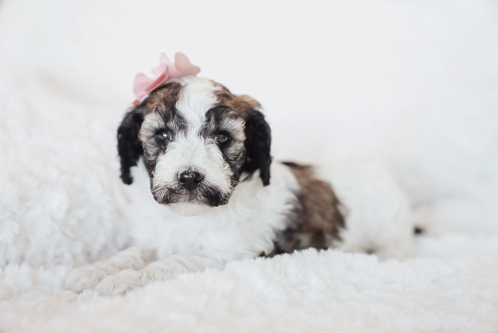 A cute puppy with a pink bow on its head lying on a fluffy white surface.