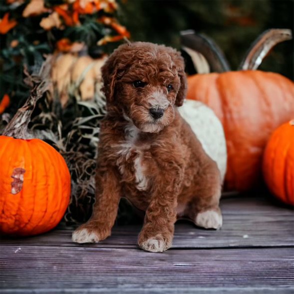 Autumn Whispers and Wet Noses: Delving into the Mystery of Dog Noses