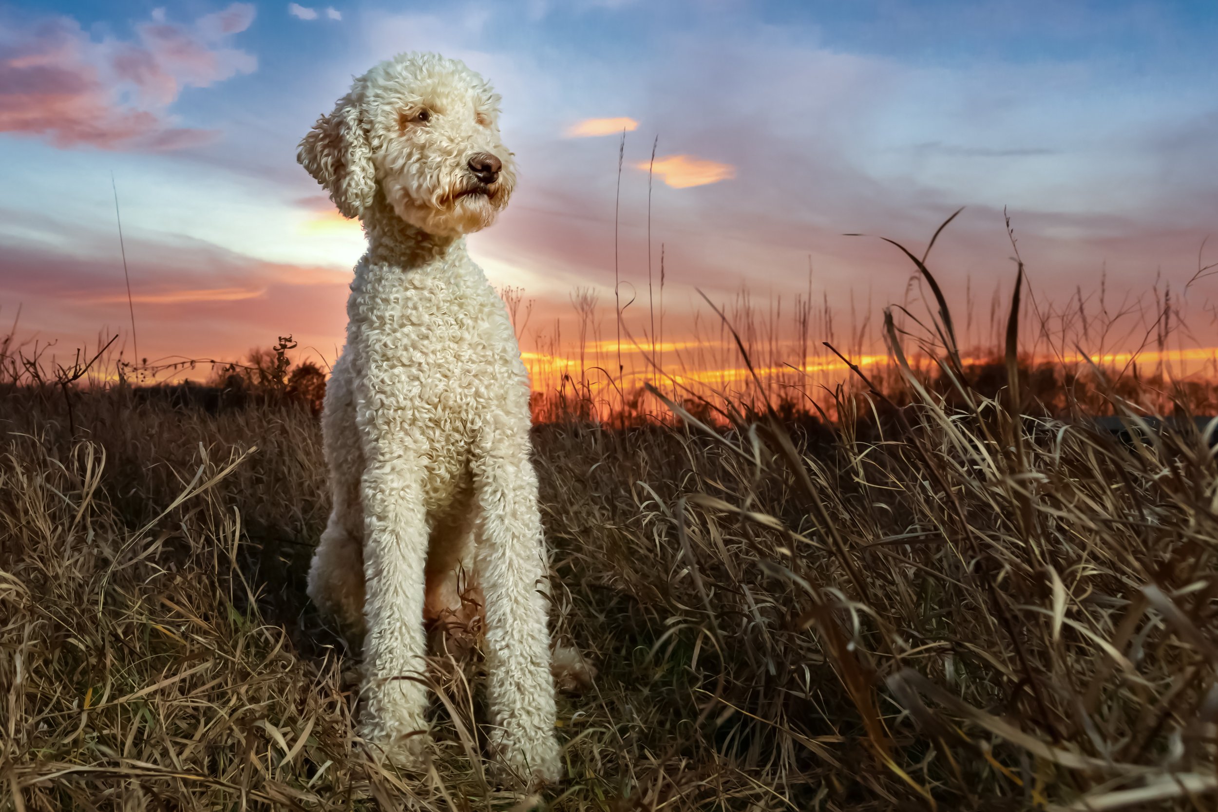 Setting The Gold Standard: Badass Breeder Protocols, ENS, ESI, and Puppy Culture
