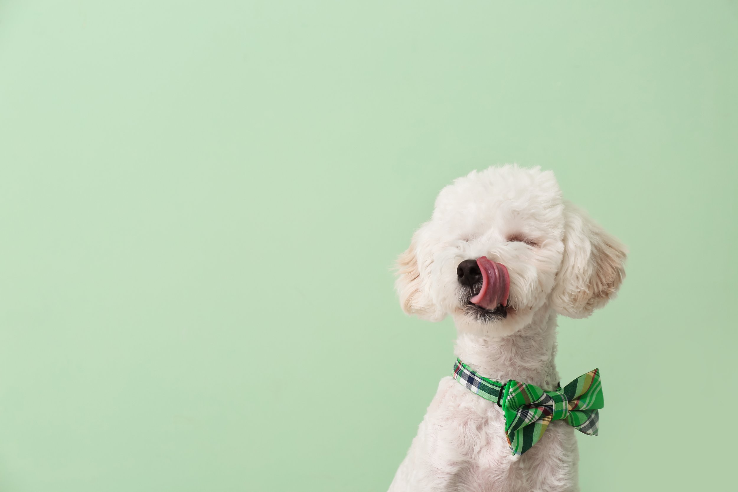 Understanding the Affectionate Licks: Why Dogs and Puppies Share Their Wet Kisses