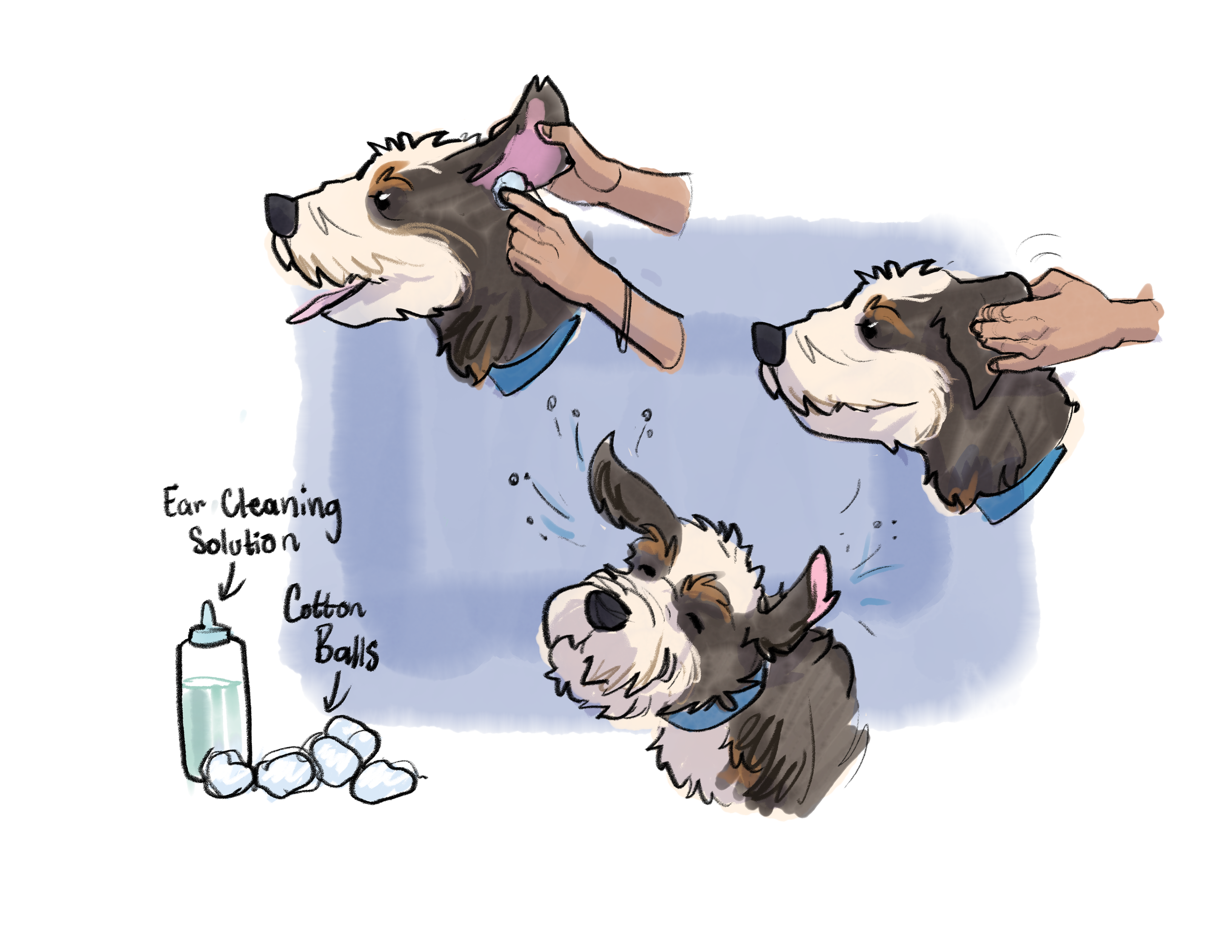 Cleaning and Maintaining Good Ear Health in Poodles and Doodles