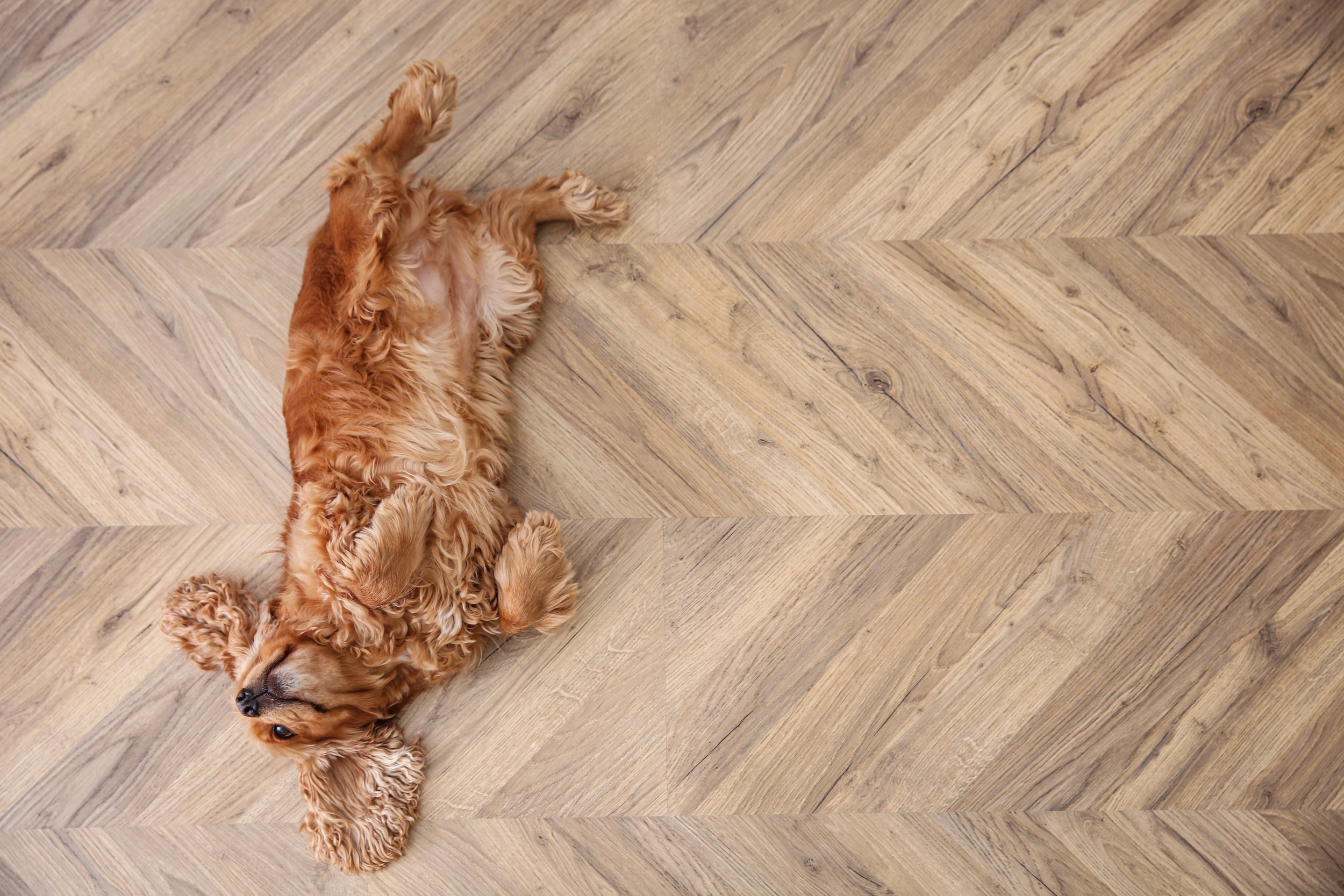 The Quirky World of Poodles and Doodles: Exploring Their Funny Sleeping Positions