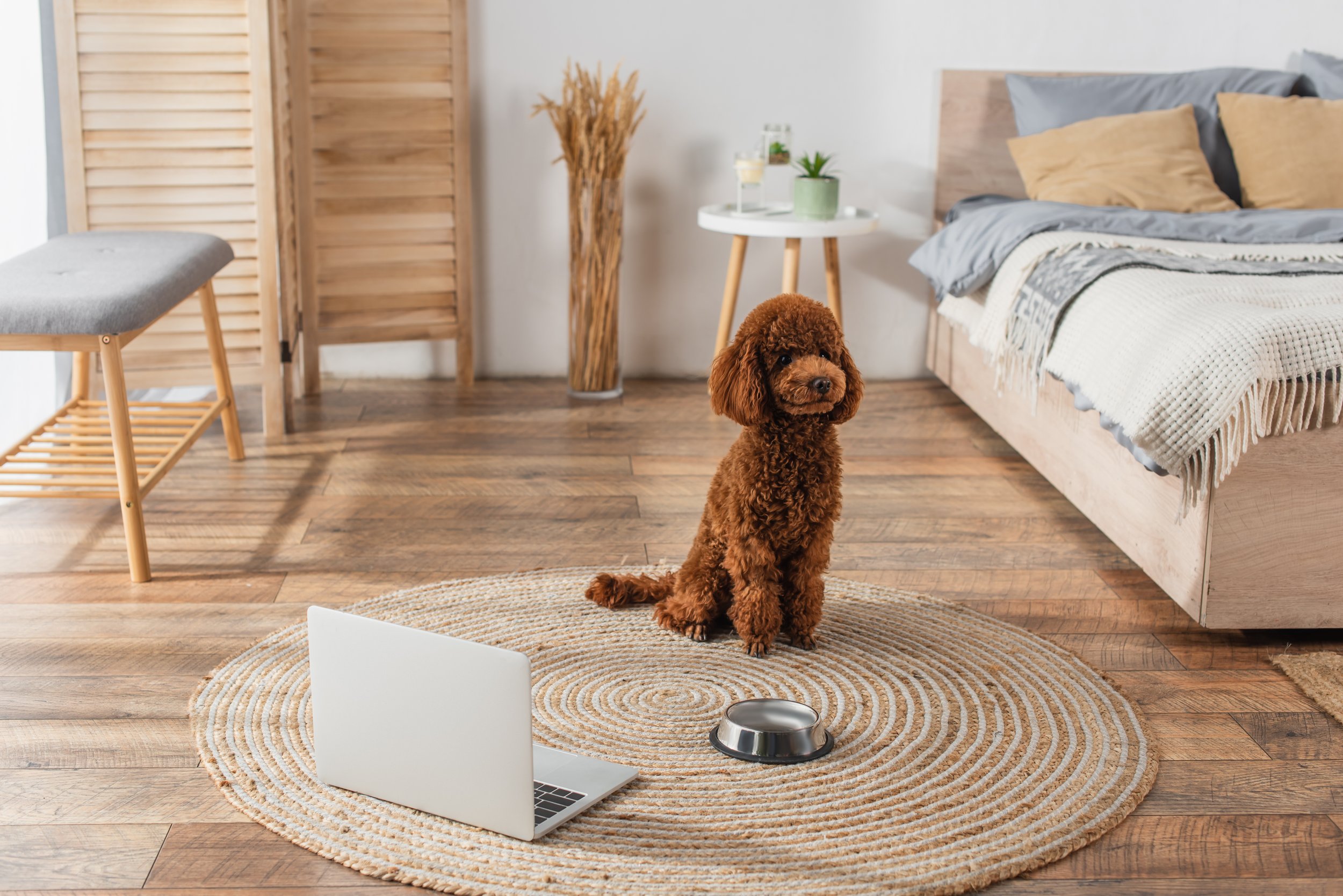 Why We Choose Pawtree Dog Food for Our Beloved Fur Babies