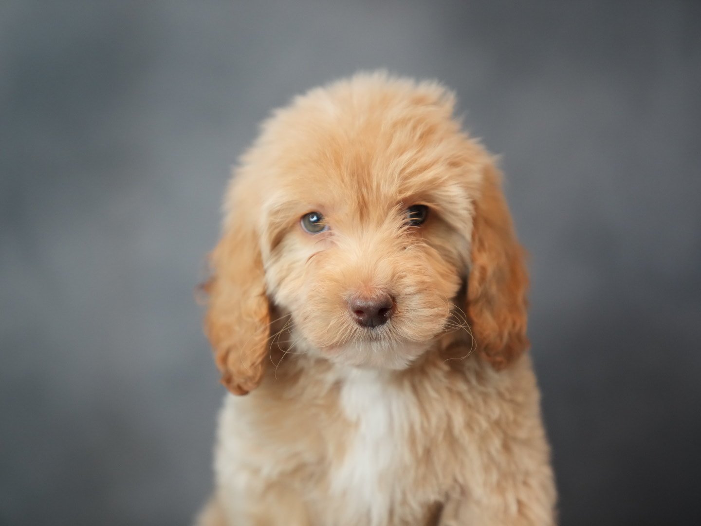 Puppy Love: Navigating the Play Biting Phase