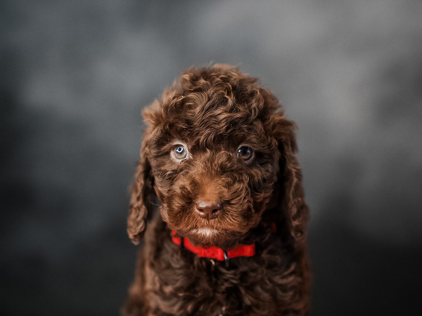 Why You Should Crate Train Your Puppy: Unpacking the Essentials