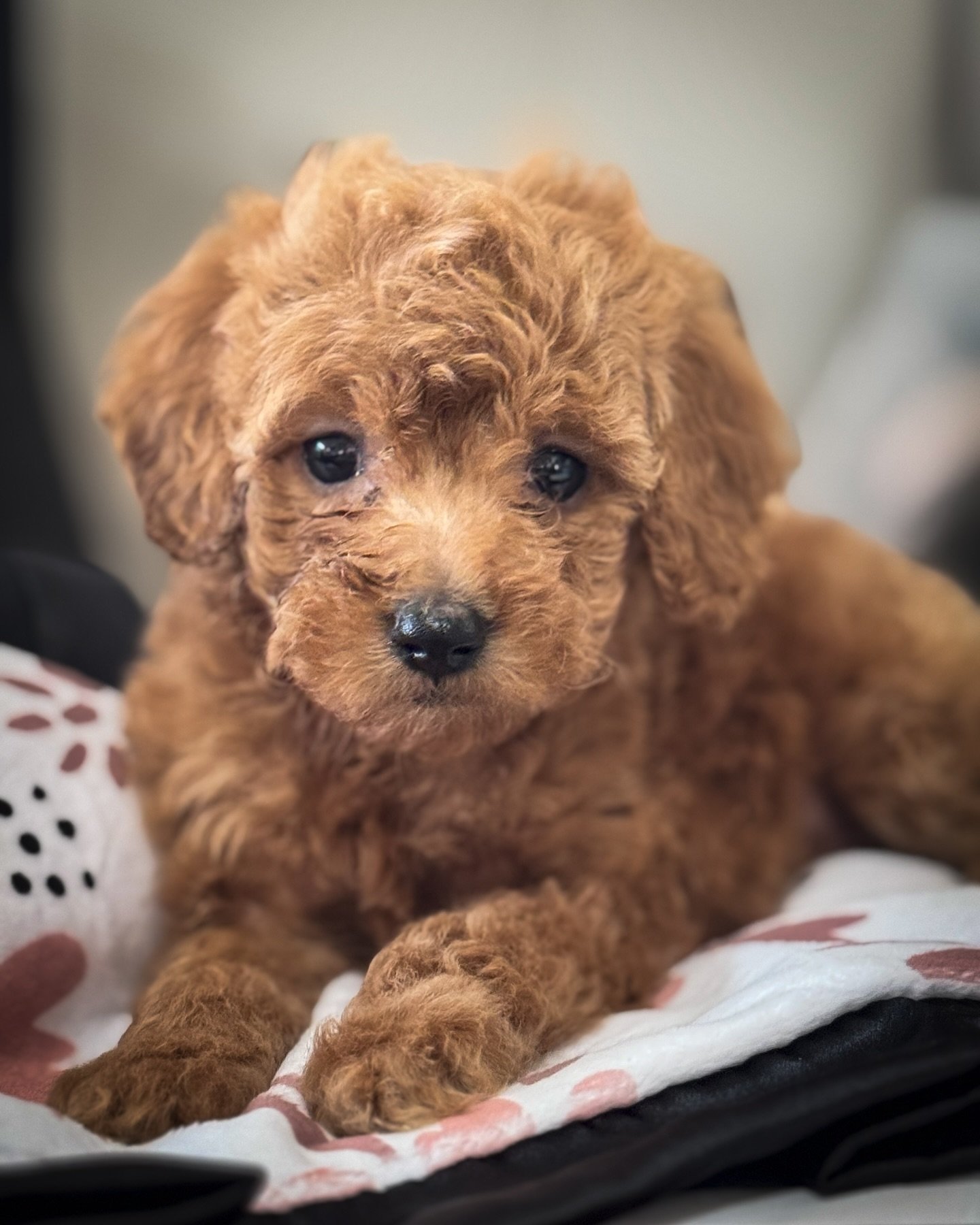 Honey 🍯 says “GOOD MORNING” ☀️
She’s helping me work in my office this morning ♥️🐾
#tinygoldendoodle #microdoodle #goldendoodle #idaho