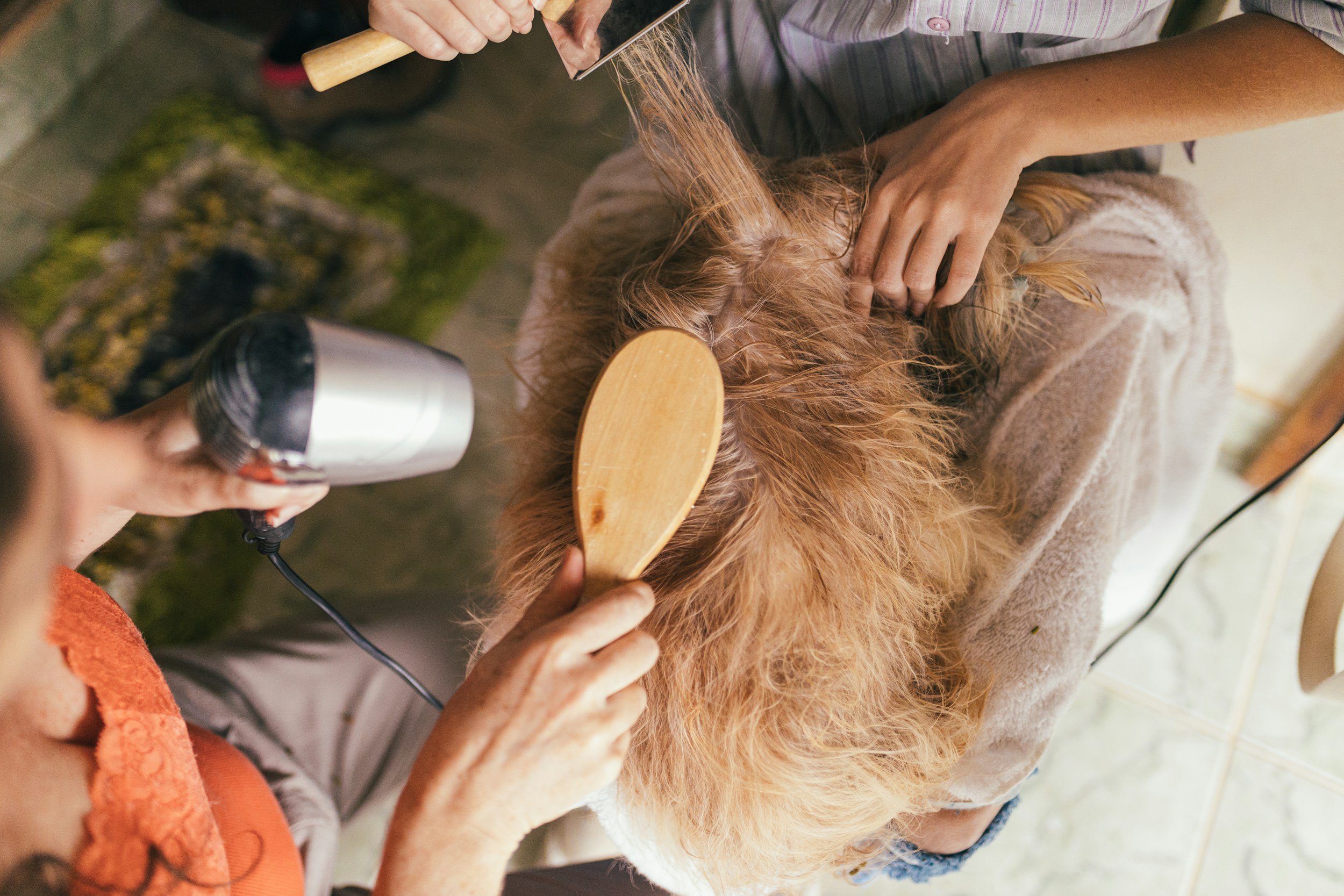 Grooming Your Doodle: The Fluff, The Fuss, and Finding the Right Pro