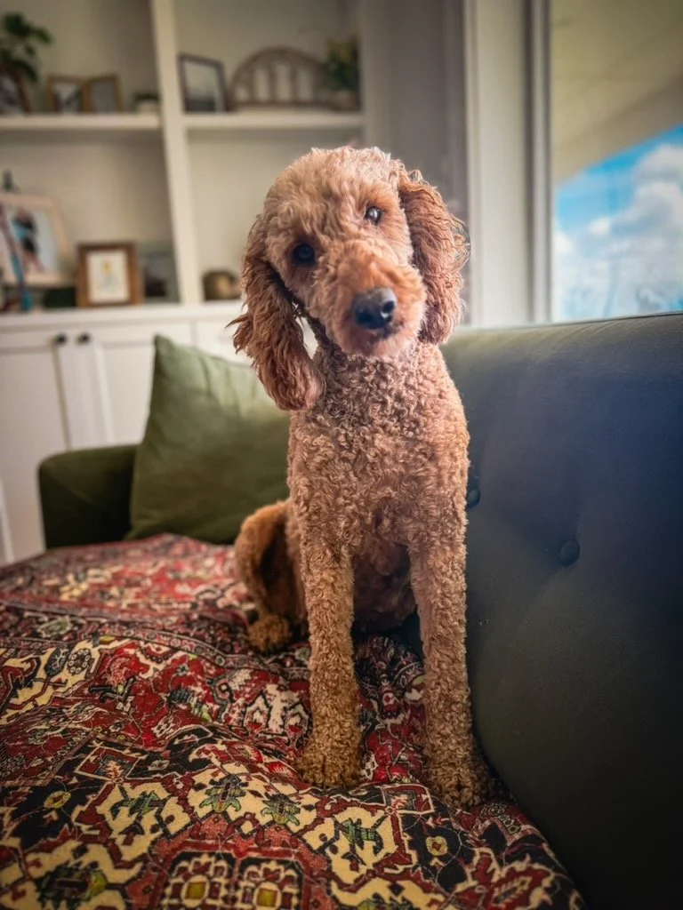 Understanding the Unique Traits of Goldendoodle Puppies