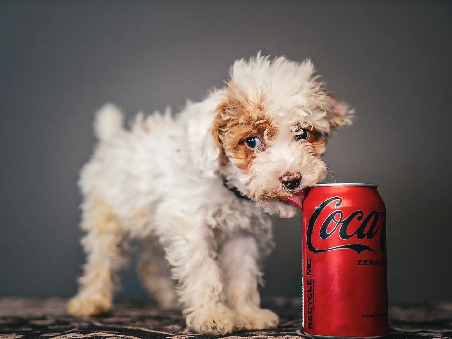 Why I Use Early Neurological Stimulation With Every Puppy