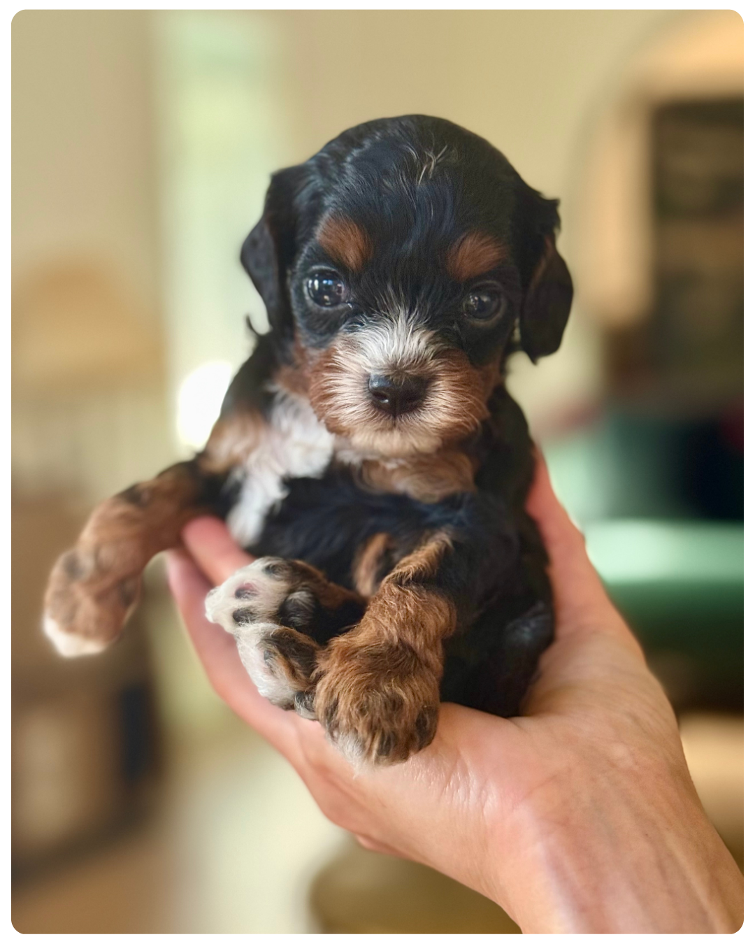 Best Cavapoo Breeders with Temperament-Matching Programs: What You Really Need to Know