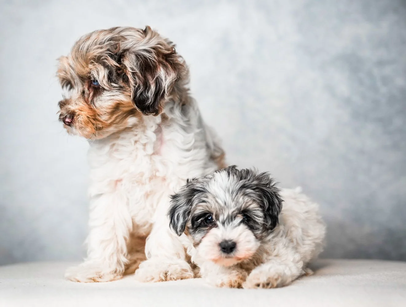 How Ethical Breeders Develop Confident, Well-Rounded Doodles