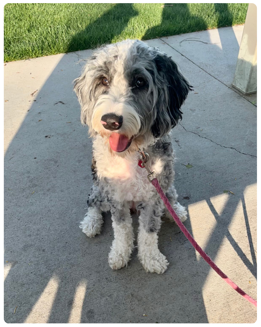 F1 vs. F2 vs. Multigenerational Doodles: What Every Puppy Buyer Needs to Know About Coat Types &amp; Hypoallergenic Traits