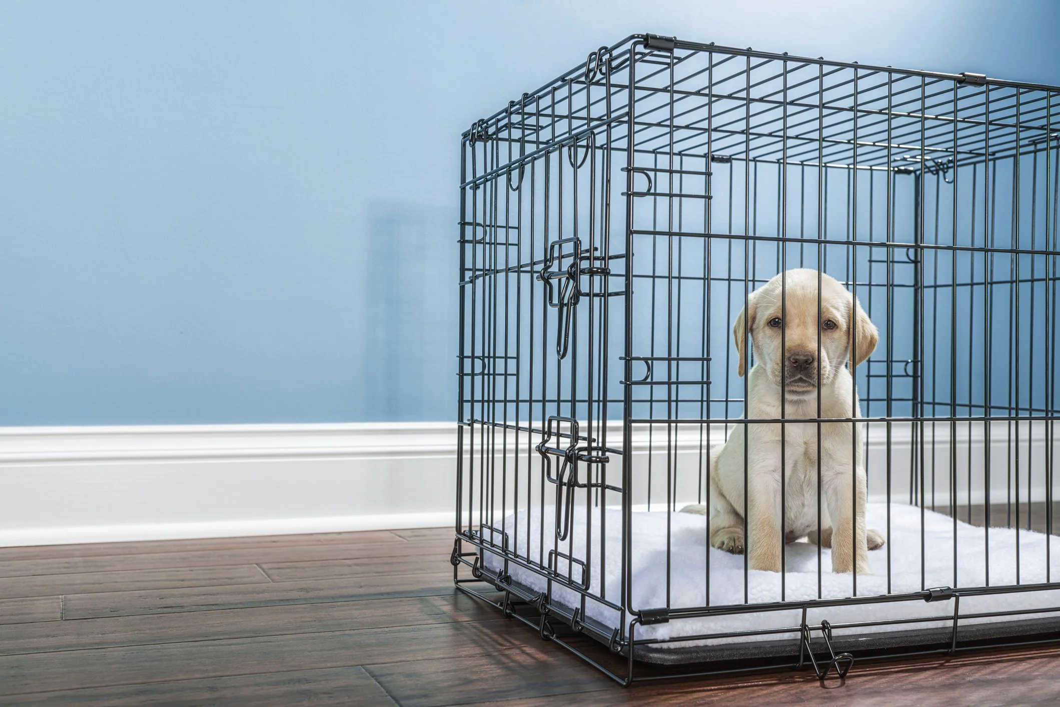 A cute yellow Labrador puppy sitting inside a black metal pet crate on a wooden floor against a blue wall.