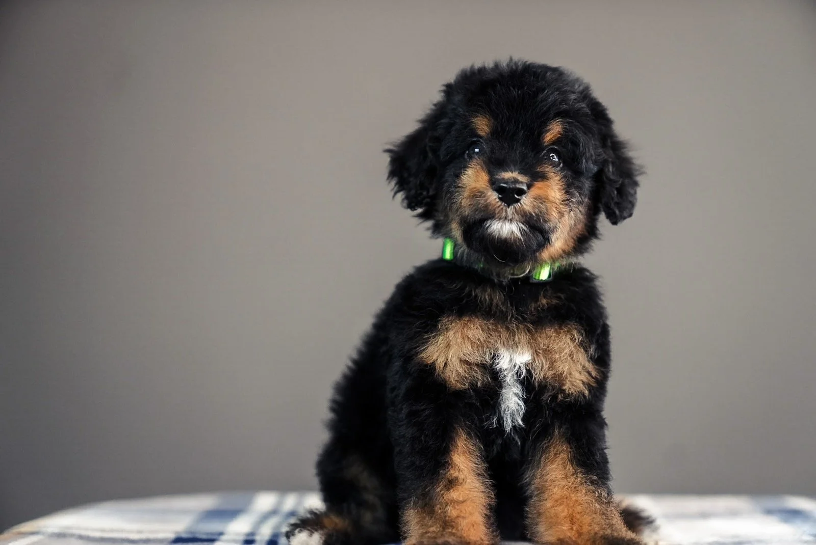 Cute black and brown puppy sitting on a checkered surface against a plain gray background.