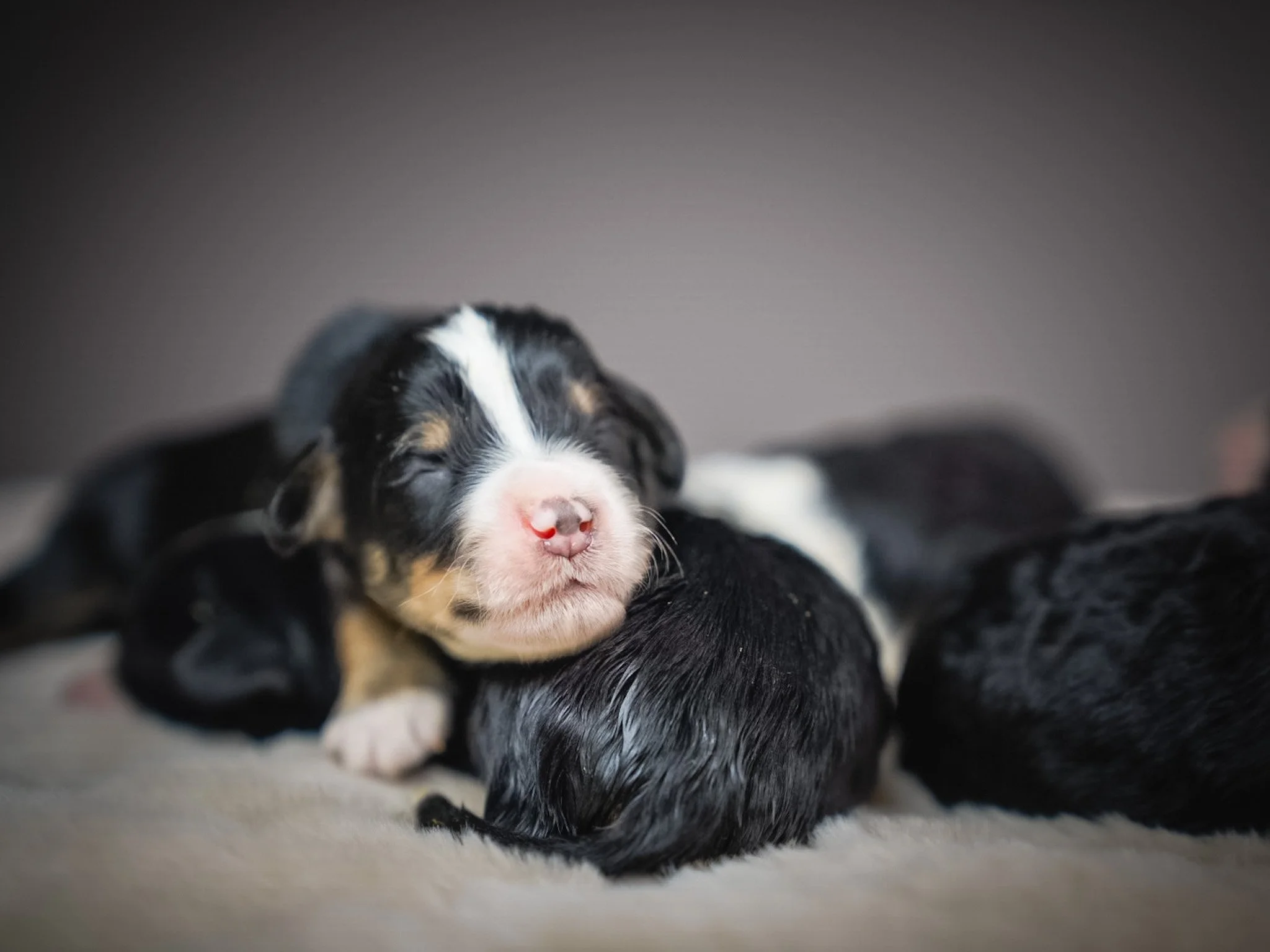 A group of newborn Bernese mountain dog puppies, with one puppy resting its head on another, sleeping on a soft surface.