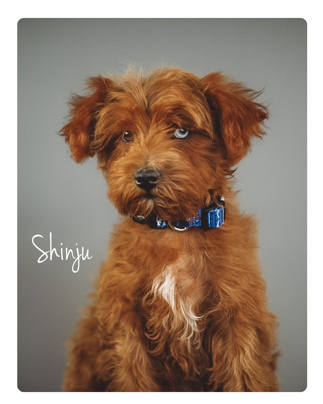 F1 intense red schnoodle male