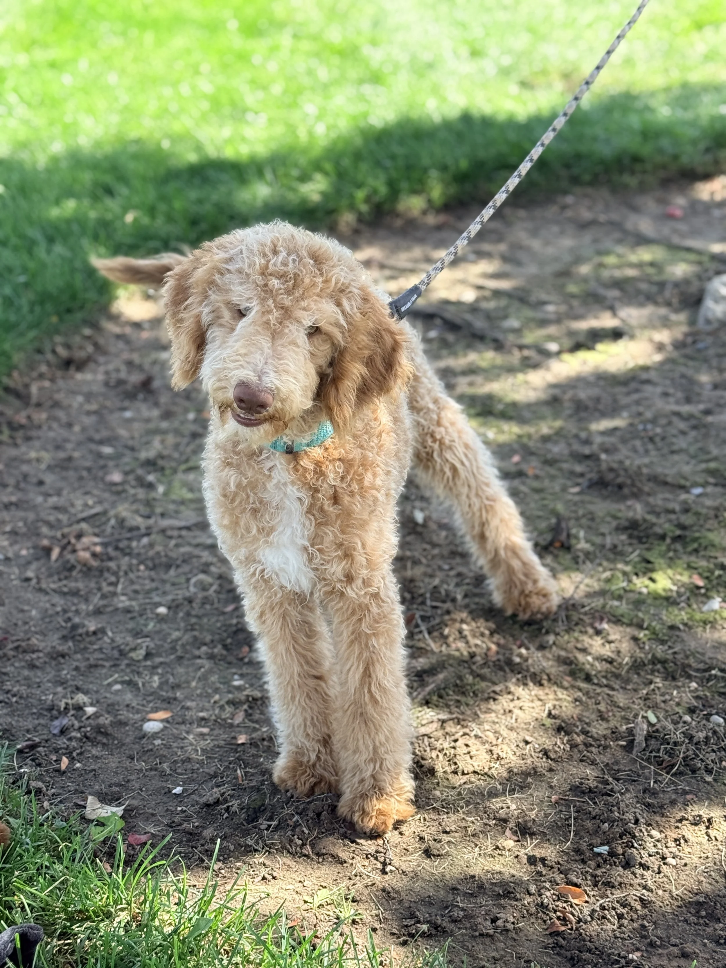 A tan curly-haired dog on a walk outdoors, standing on patchy dirt near green grass, with a colorful leash attached to its collar.