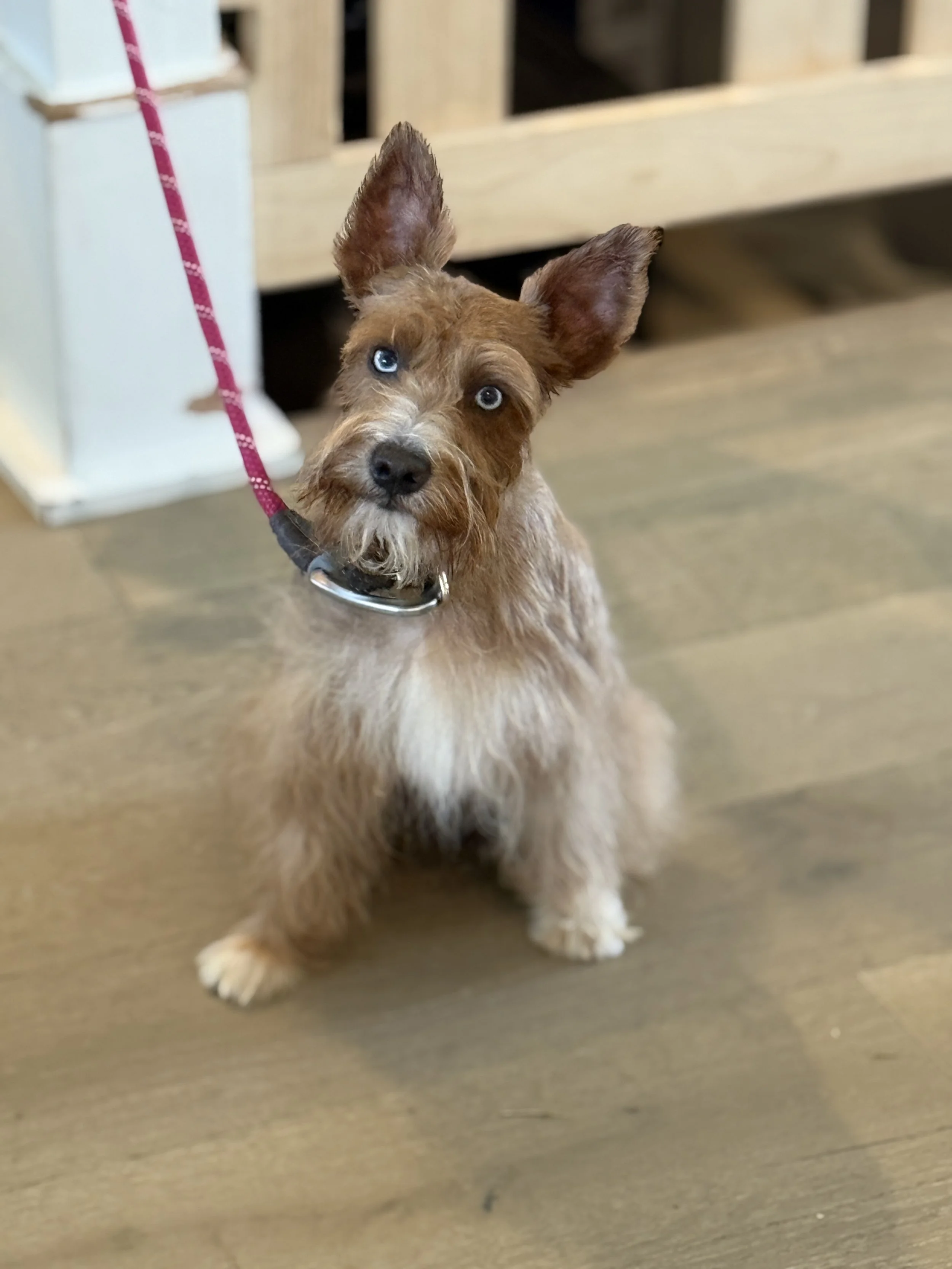 A small brown dog with blue eyes and large ears, sitting on a wooden floor, looking at the camera.