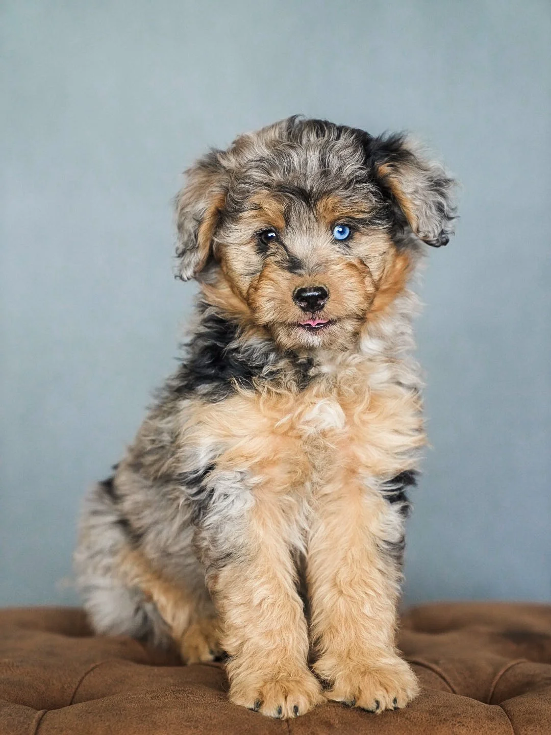 aussiedoodle Puppy Boise, Idaho